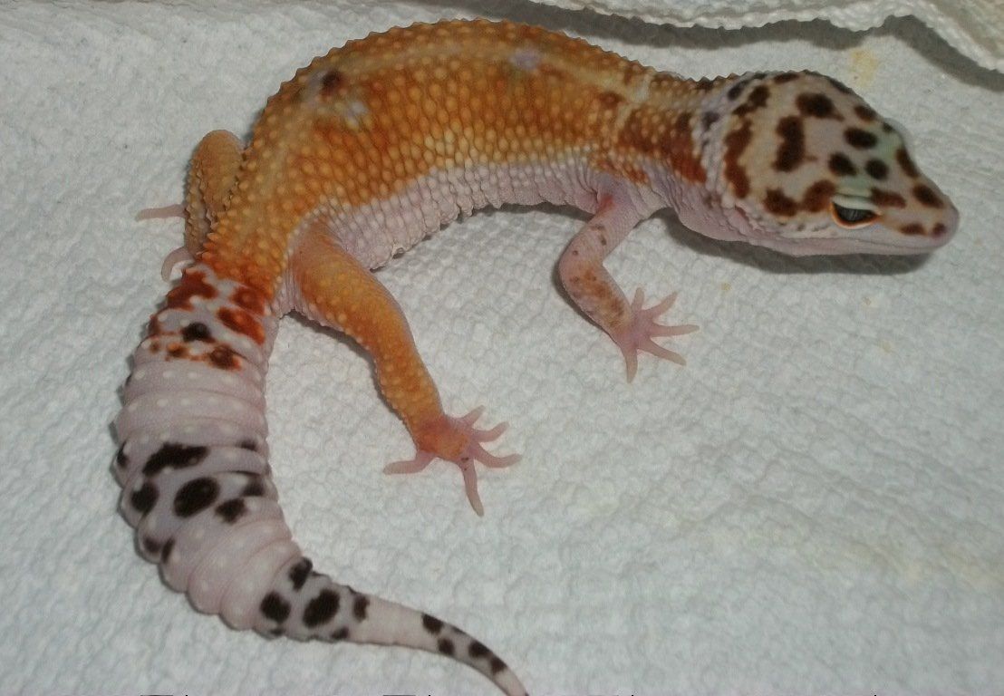 Leopard Gecko Care 13 Steps Instructables