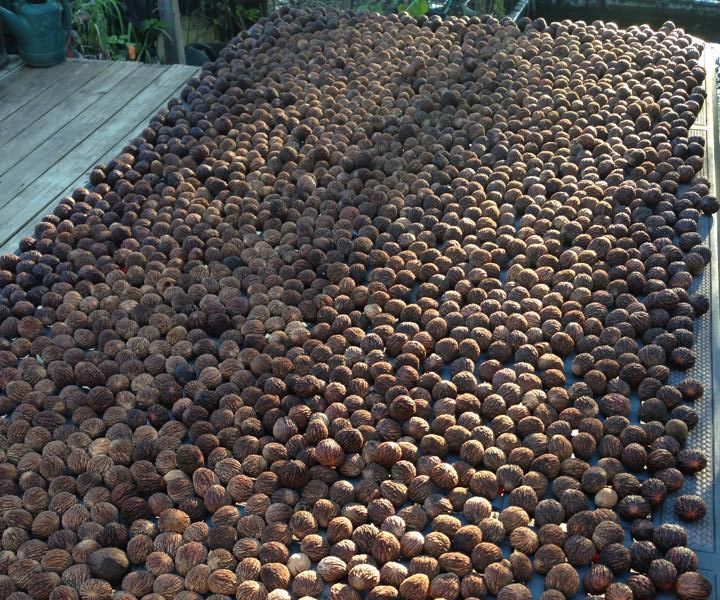 Black Walnut Harvesting & Processing