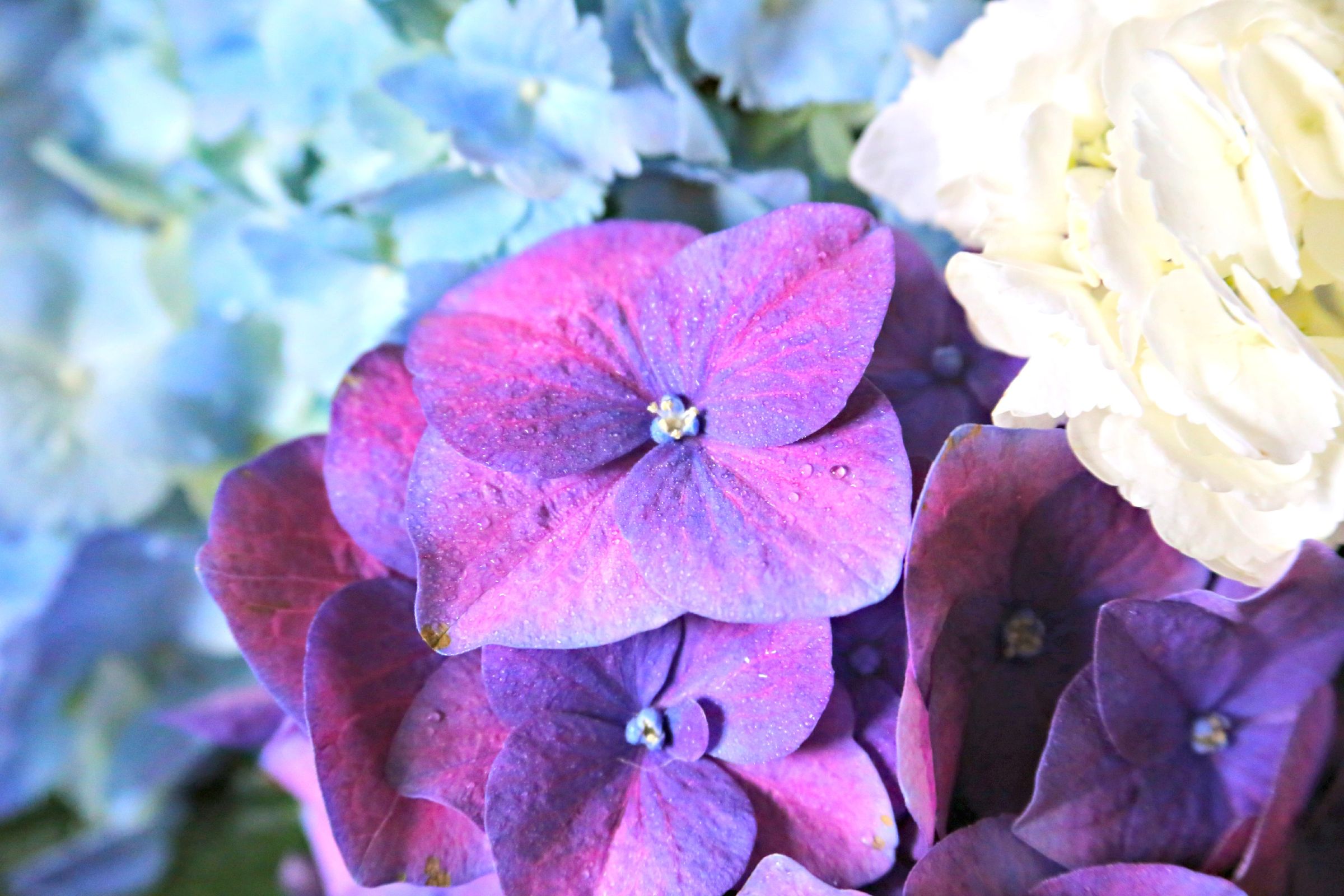 How to Make Flowers Last Longer 8 Steps (with Pictures) Instructables
