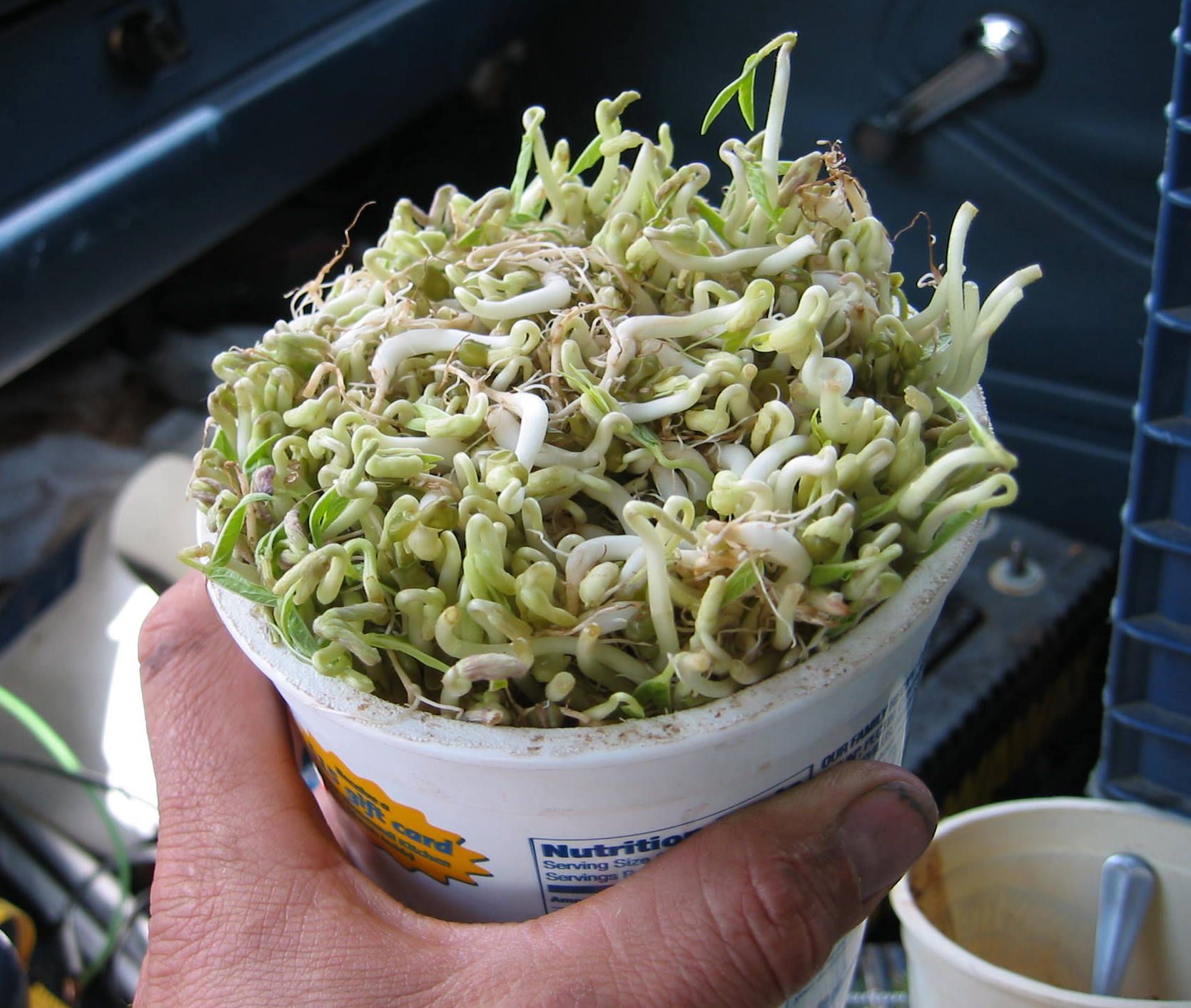 Sprouting Your Own Sprouts 6 Steps (with Pictures) Instructables