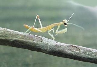 How To Raise Baby Praying Mantis 6 Steps Instructables How To Raise Baby Praying Mantis 6 Steps Instructables