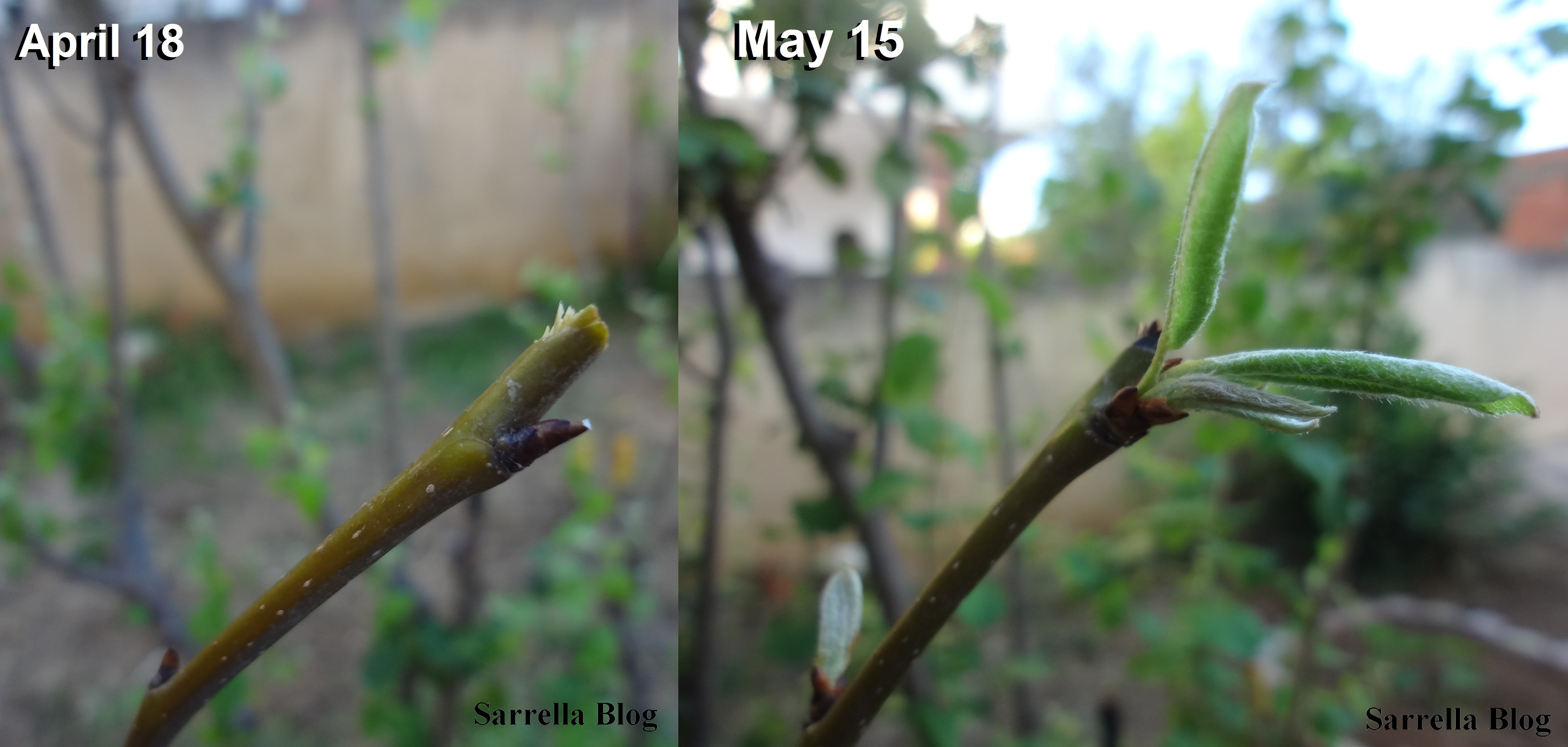 Grafting a Pear Scion to a Quince Tree 14 Steps (with Pictures