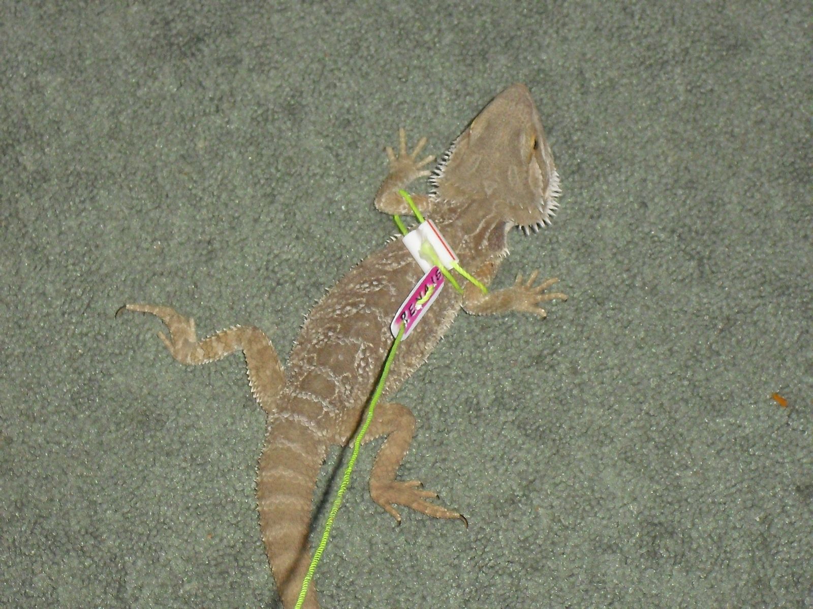 How to Make a Lizard Leash 9 Steps Instructables