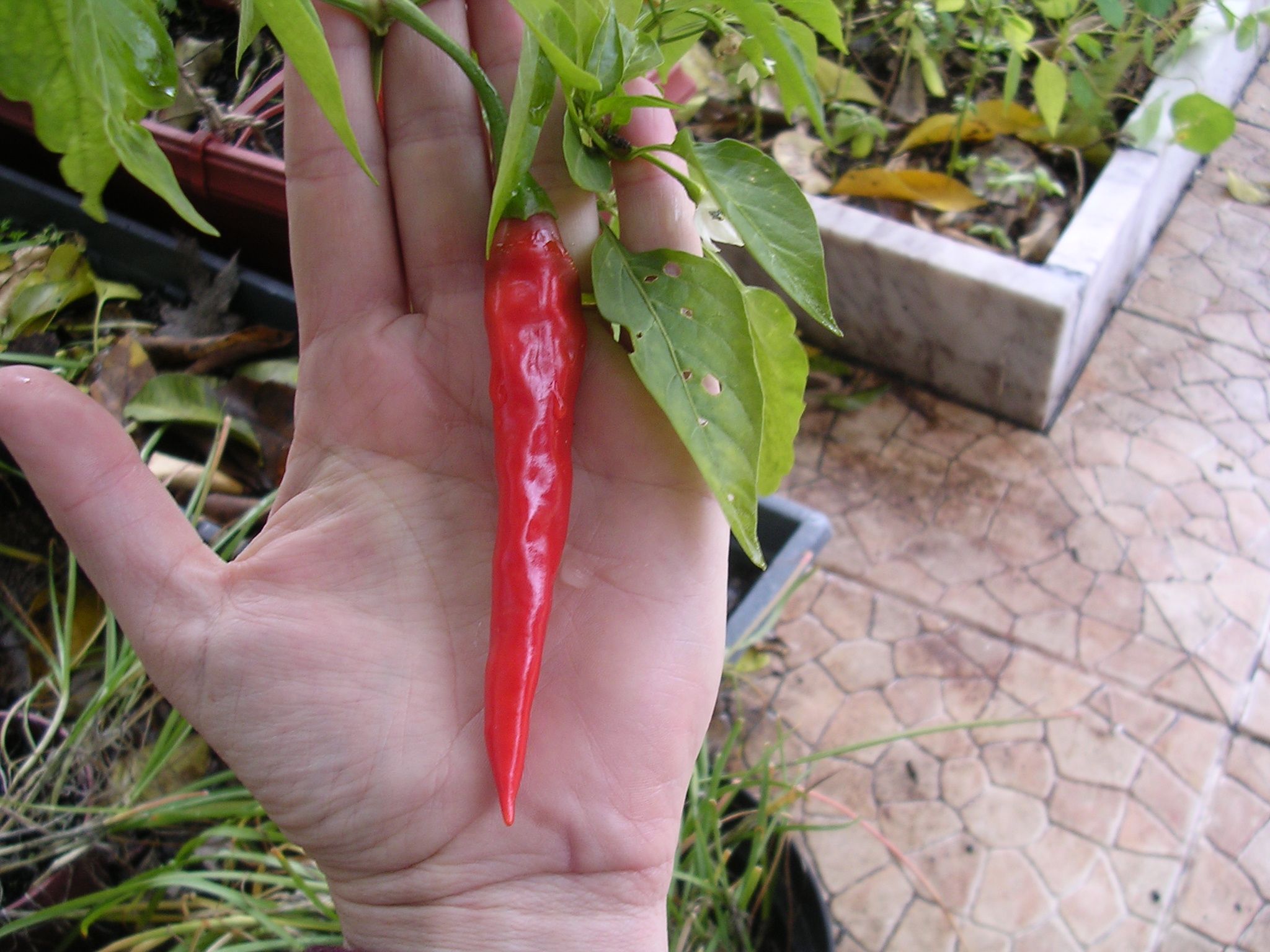 Perpetual Peppers, How to Grow Chilipeppers