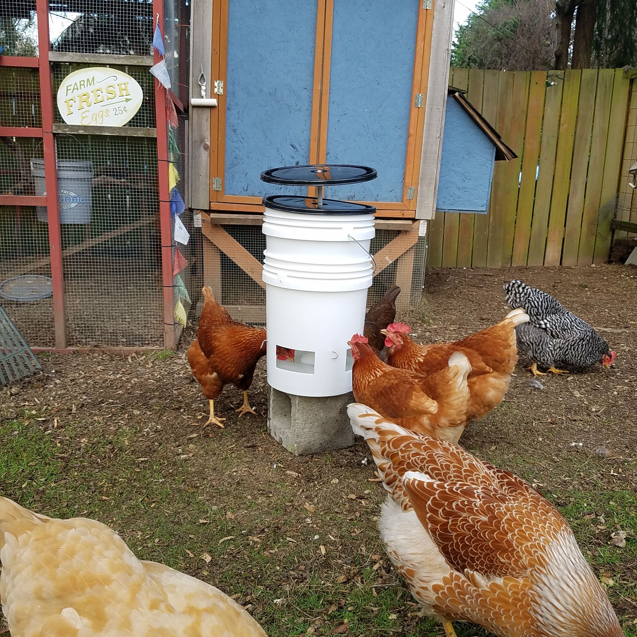Clean 5Gallon Chicken Waterer 6 Steps Instructables