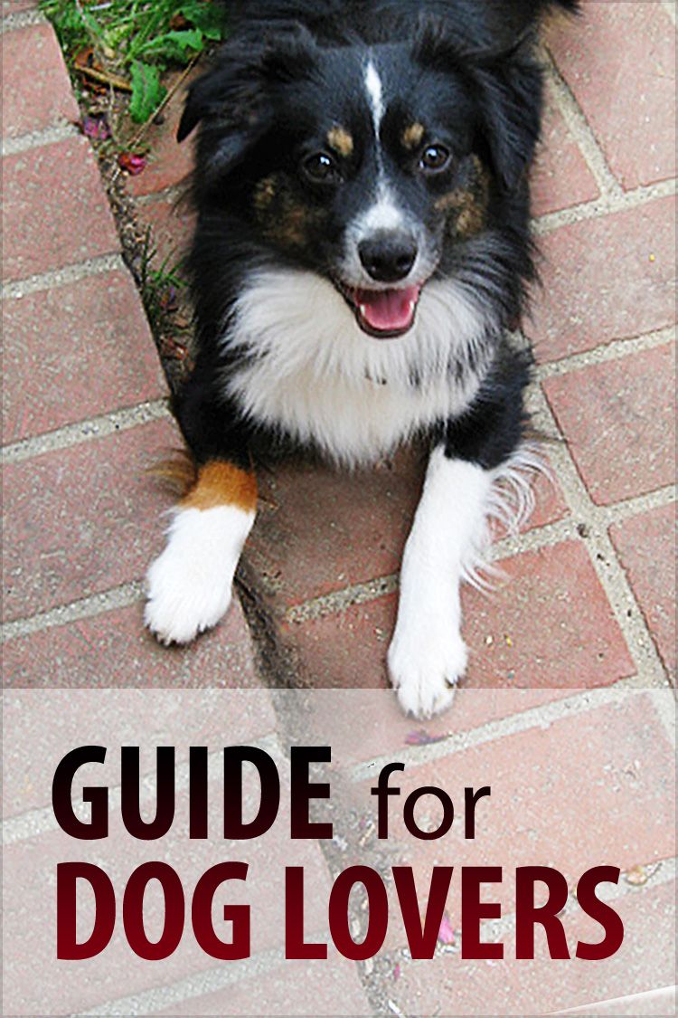 Guide for Dog Lovers Instructables
