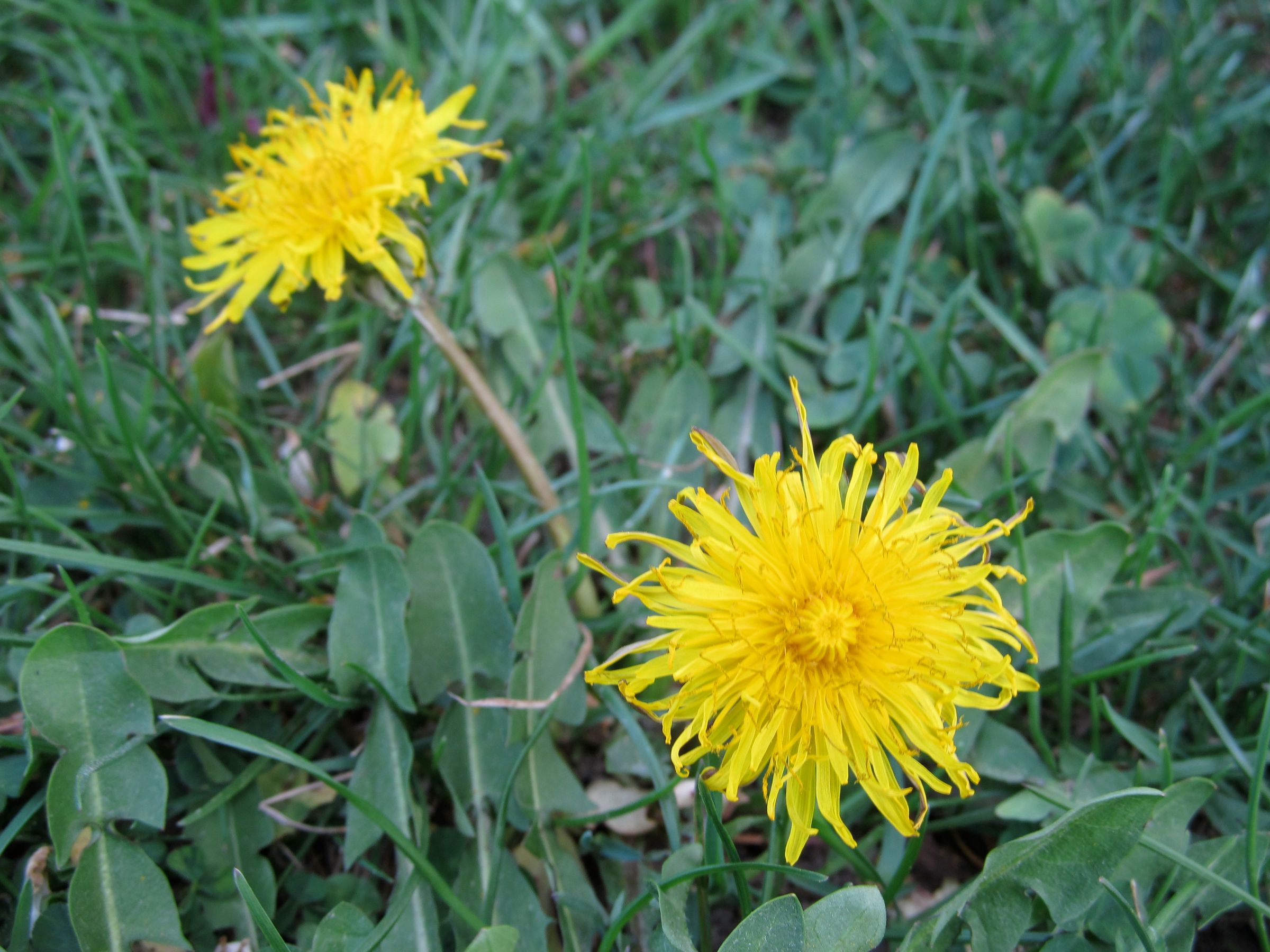 Harvest Your Dandelions! 6 Steps (with Pictures) Instructables