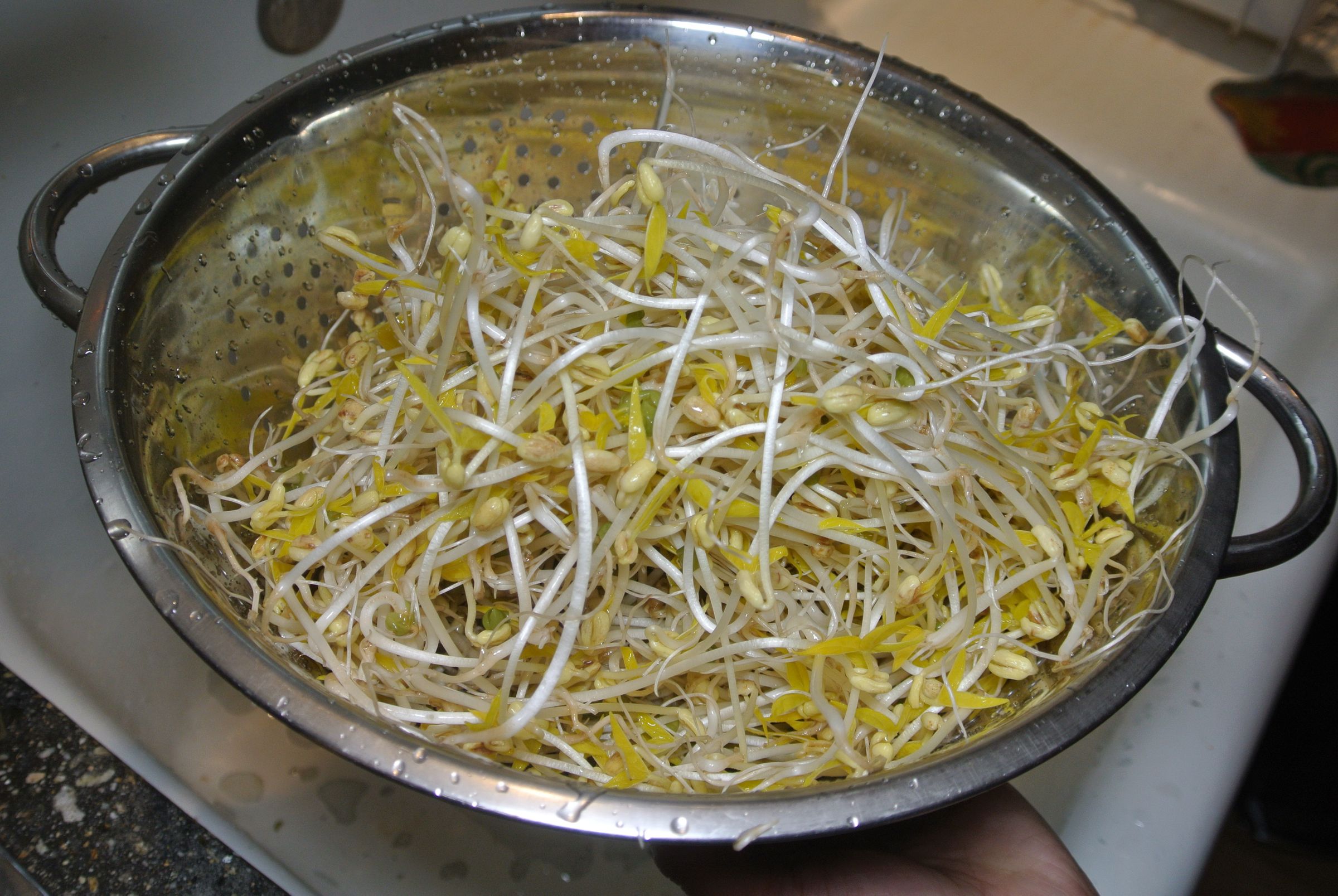 Growing Bean Sprouts 7 Steps With Pictures Instructables