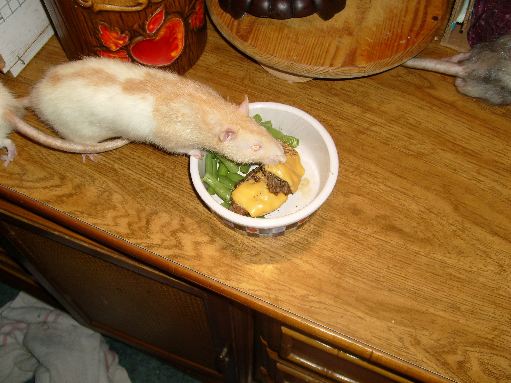 How To Pet Rats 8 Steps Instructables