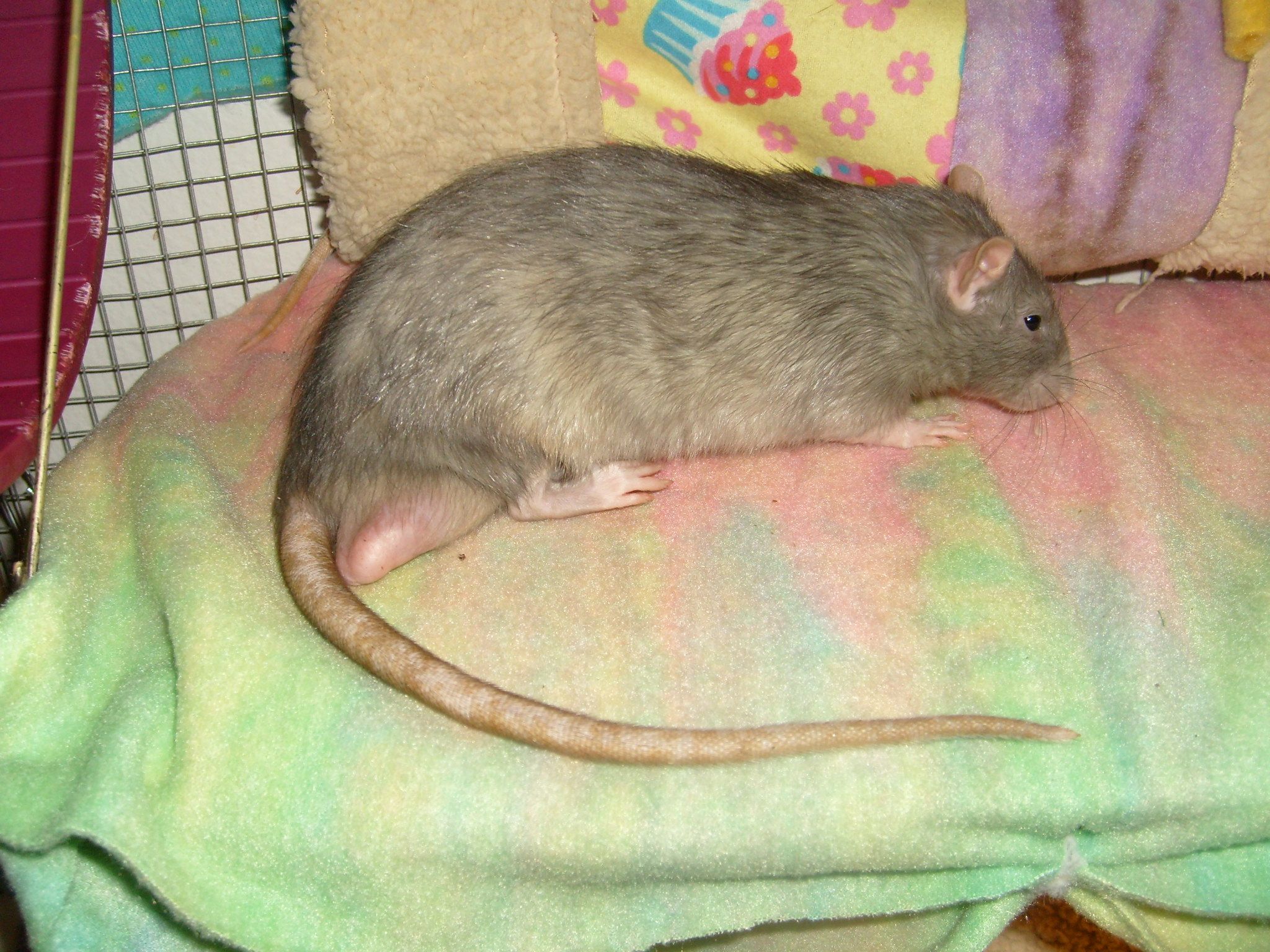 How To Pet Rats 8 Steps Instructables