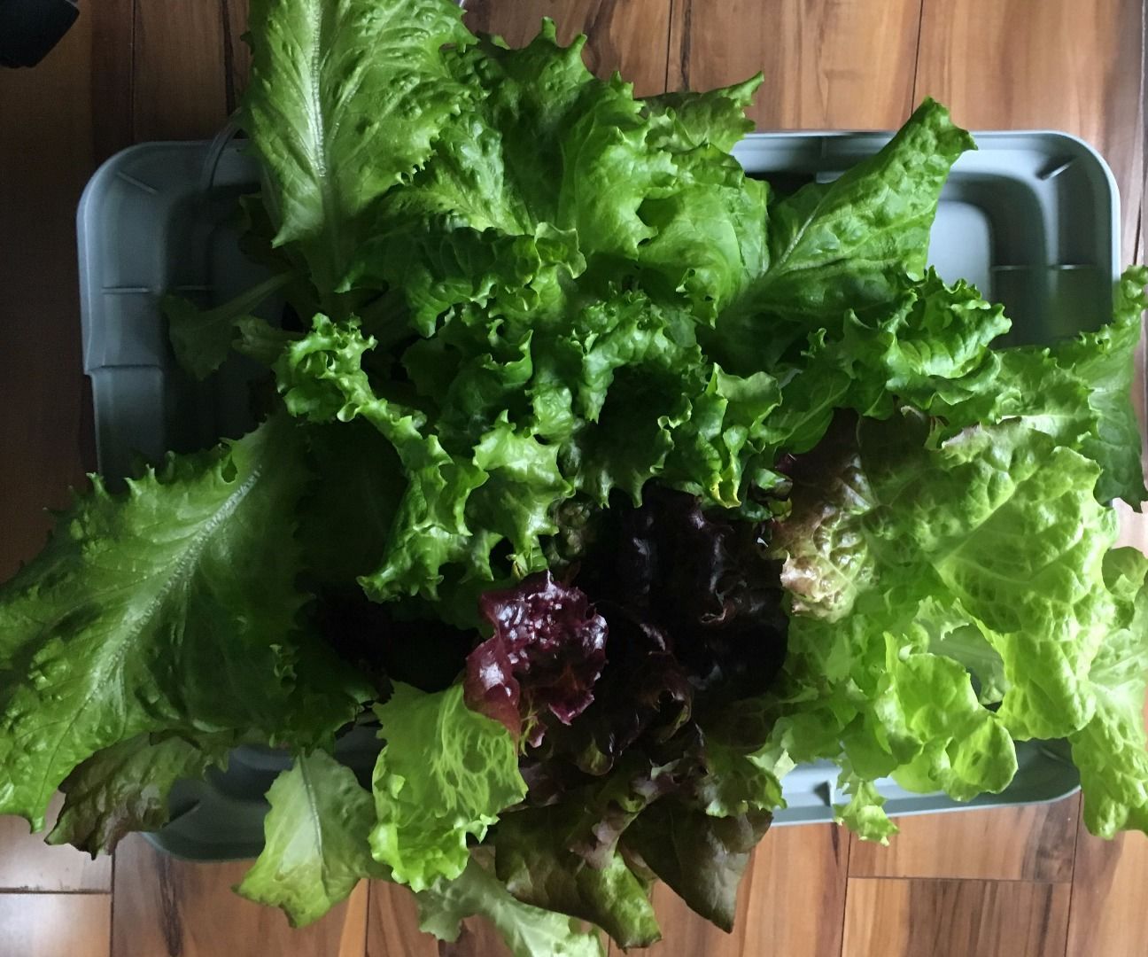 Low Income Hydroponics System: Lettuce