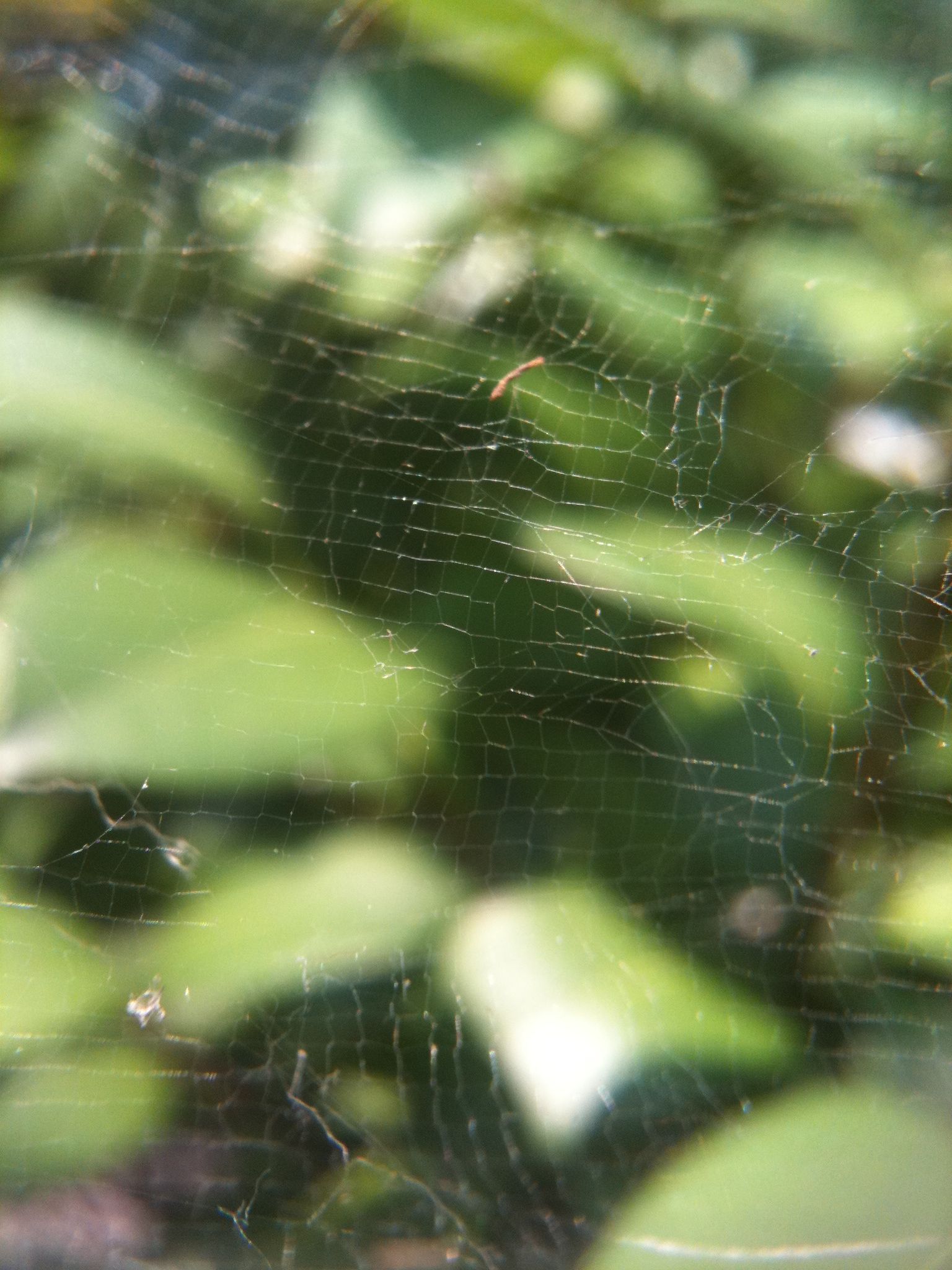 How to Make Spider Silk Thread 8 Steps (with Pictures) Instructables