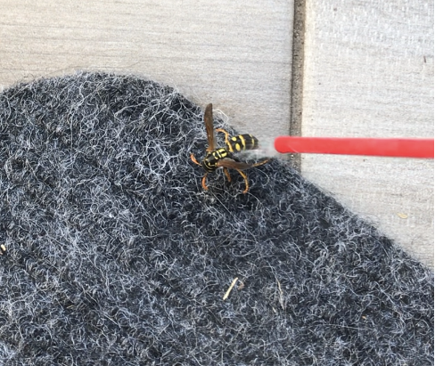 Kill A Wasp Inside Your Home 5 Steps With Pictures Instructables Kill A Wasp Inside Your Home 5 Steps With Pictures Instructables