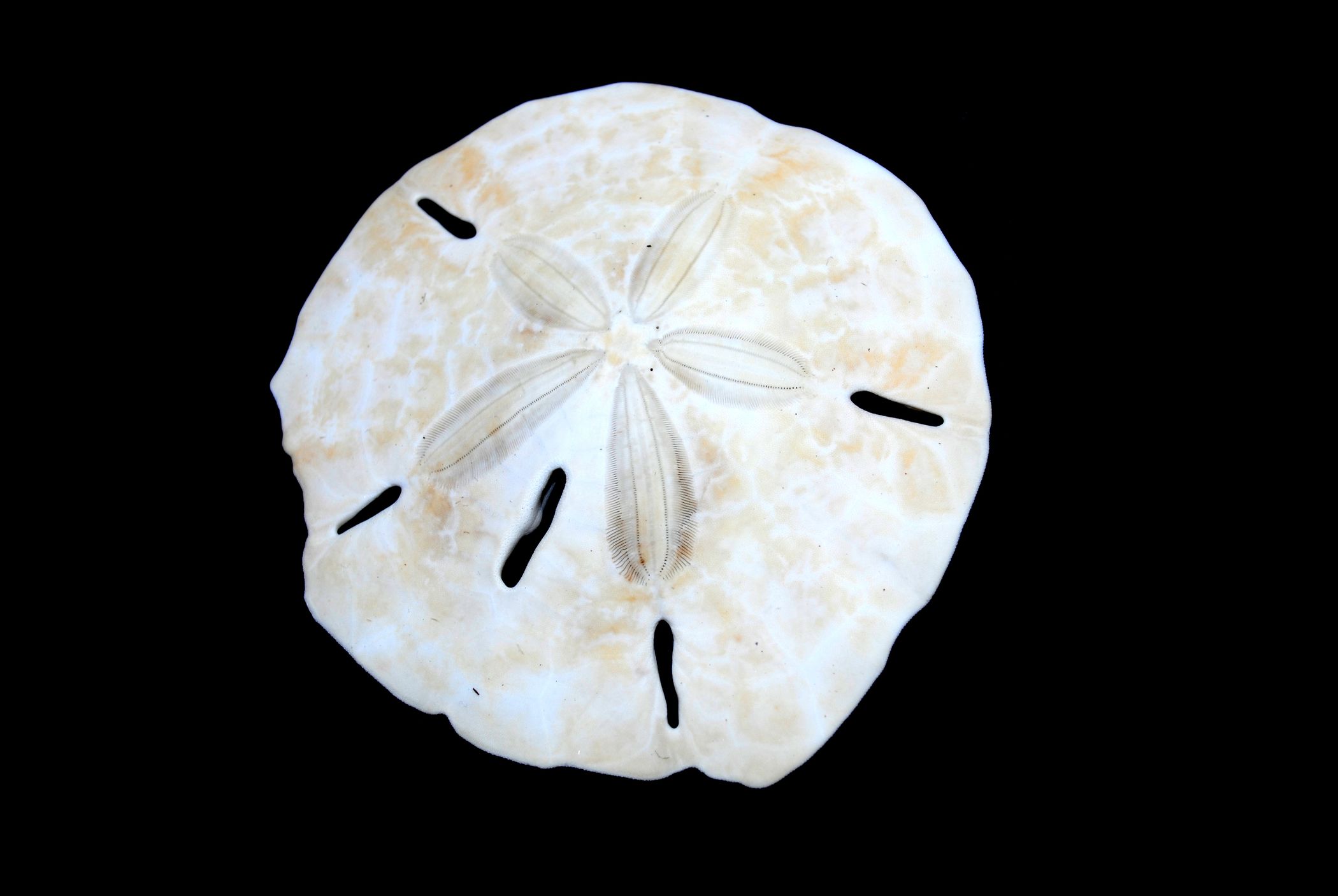 How to Bleach Sand Dollars 6 Steps (with Pictures) Instructables