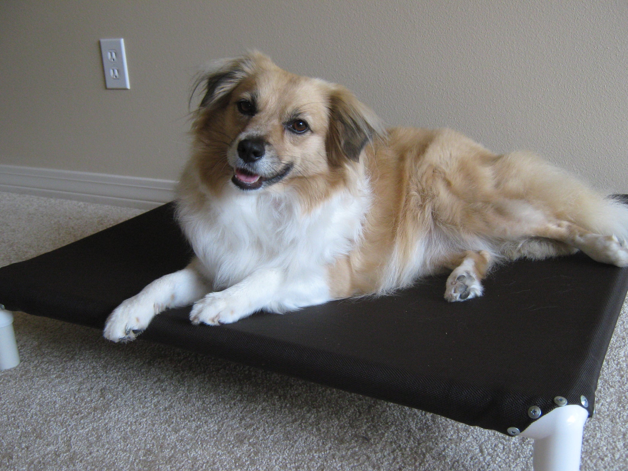 Build a Dog Cot for Around 10 15 Steps Instructables