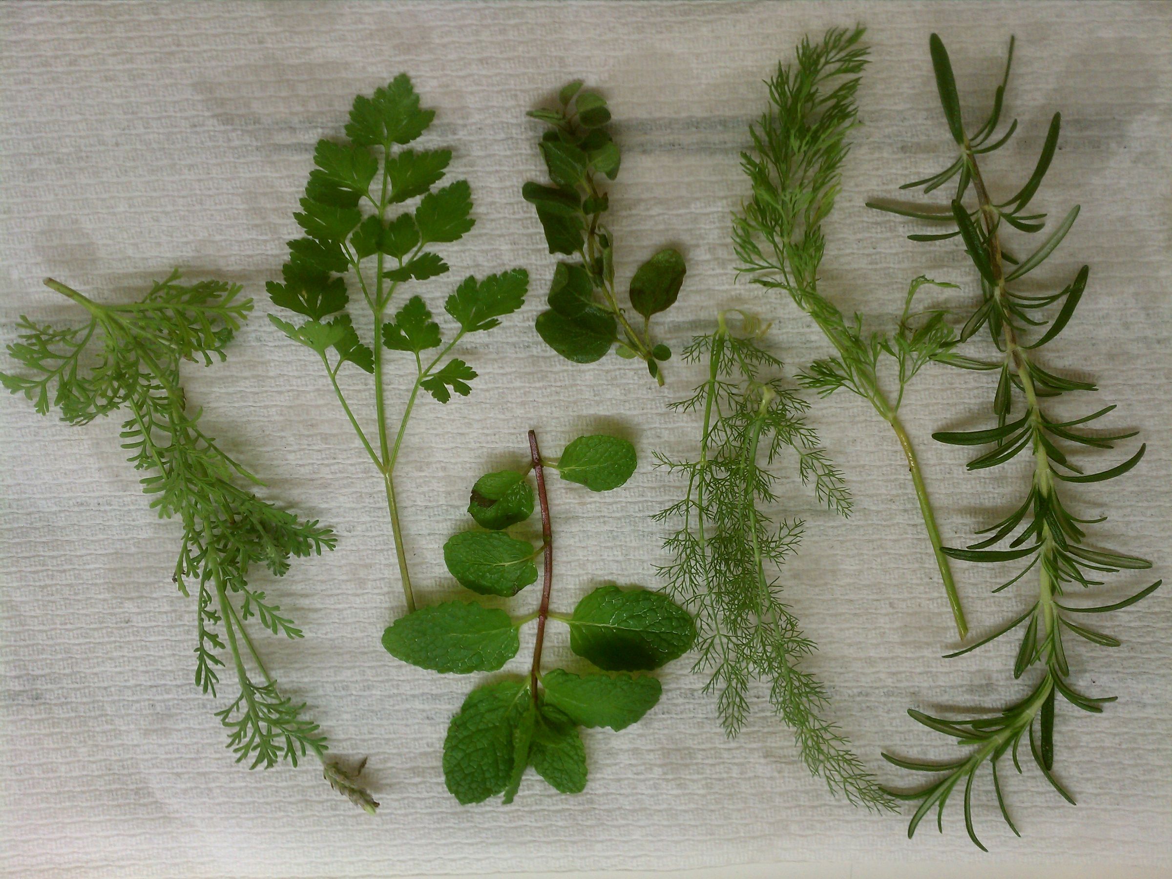 Prepare and Use Fresh Herbs 6 Steps (with Pictures) Instructables