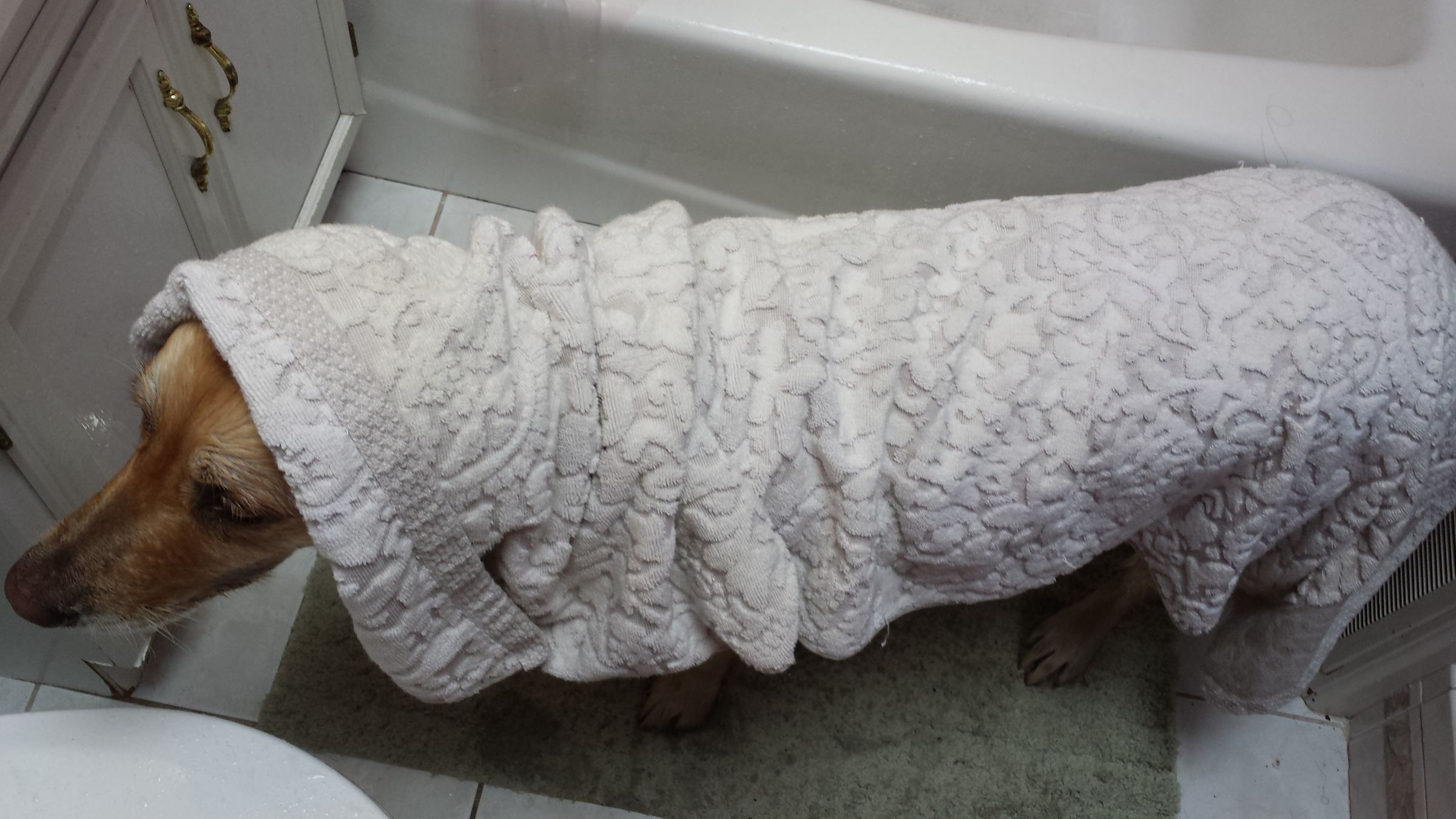 How to Wash Your Dog 7 Steps (with Pictures) Instructables