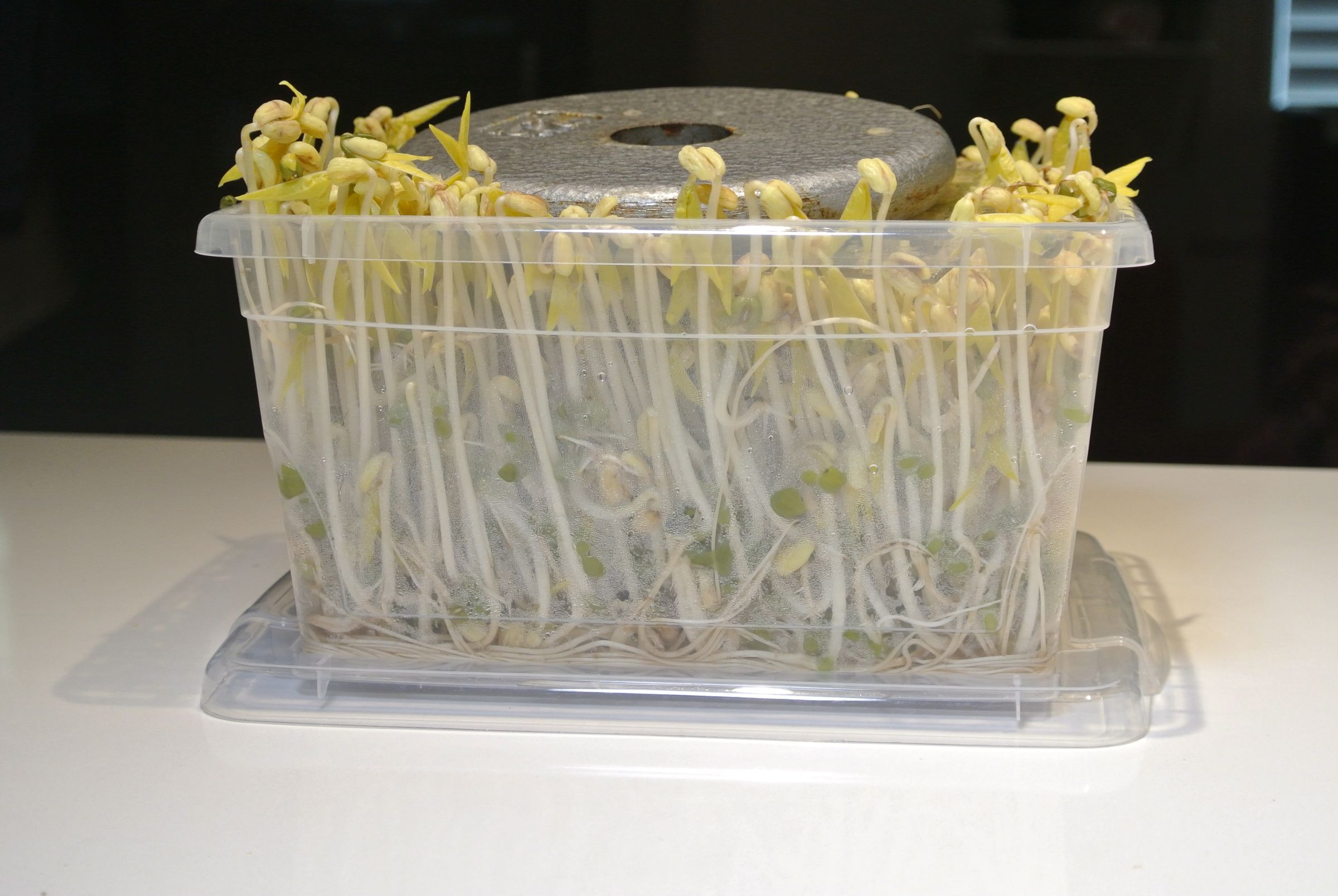 Growing Bean Sprouts 7 Steps (with Pictures) Instructables