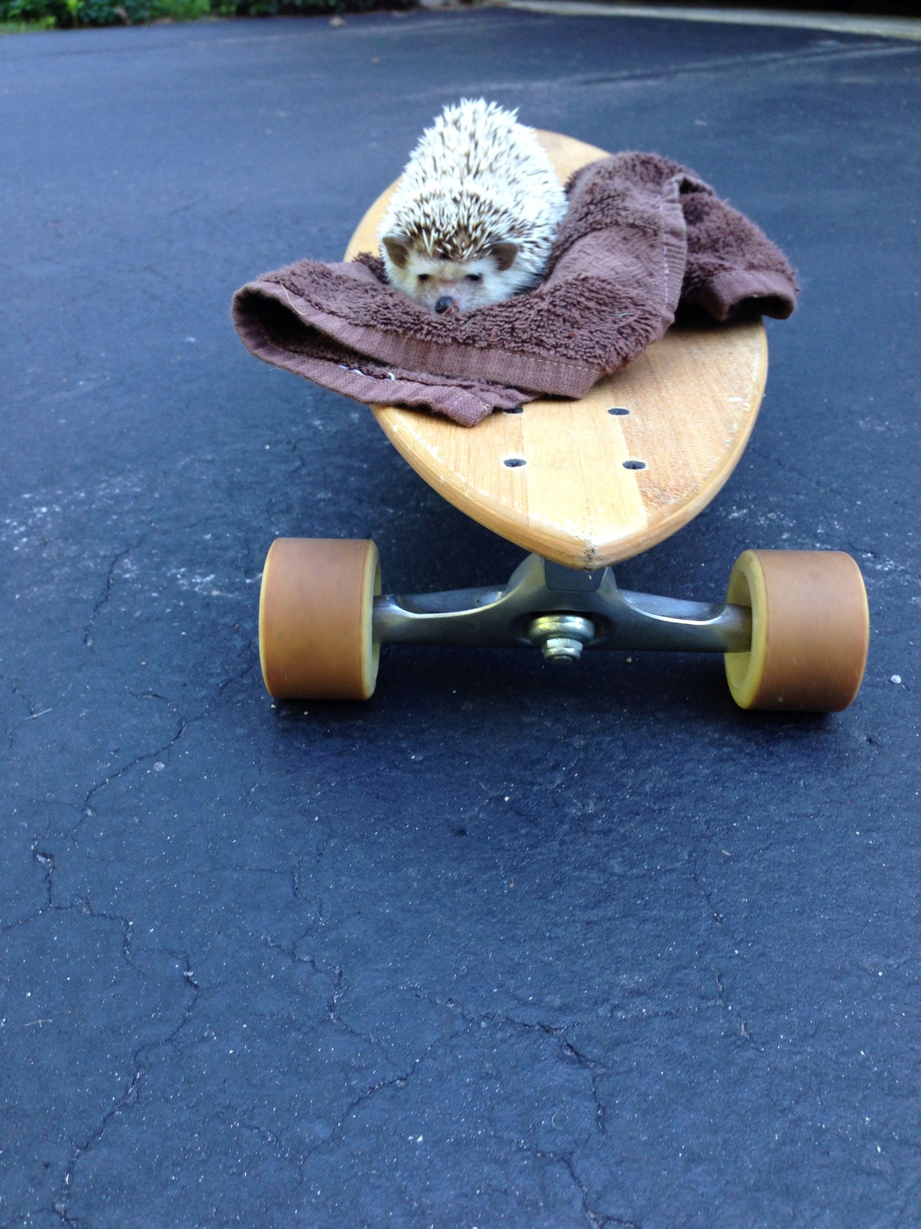 How To Litter Box Train Your Hedgehog 6 Steps (with Pictures) Instructables