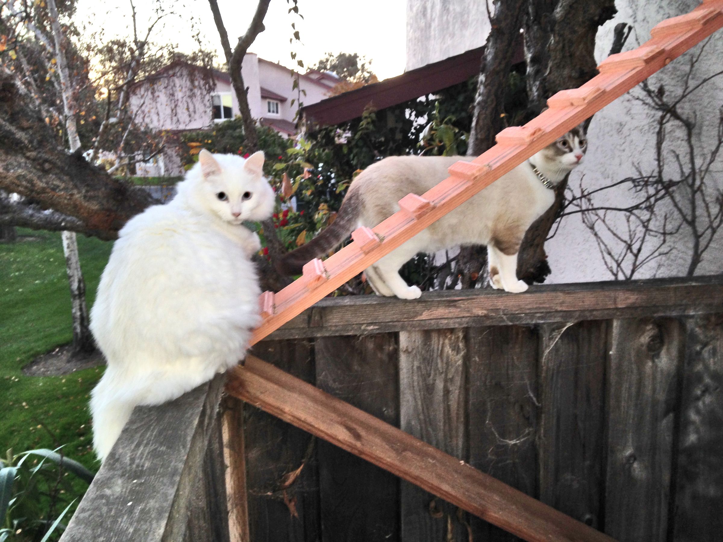 Cat Ramp Ladder Thingy 5 Steps (with Pictures) Instructables