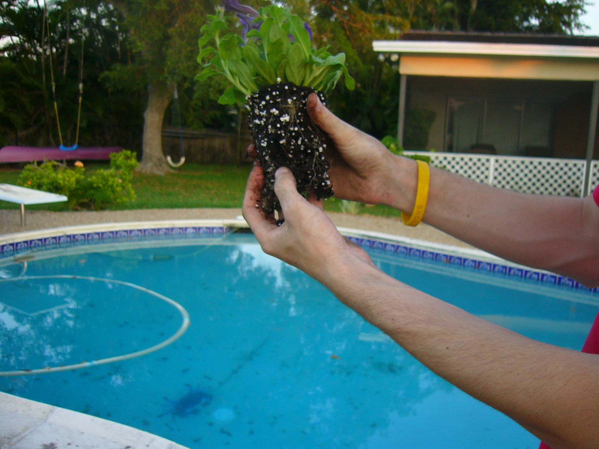 Dirt Garden 14 Steps (with Pictures) Instructables