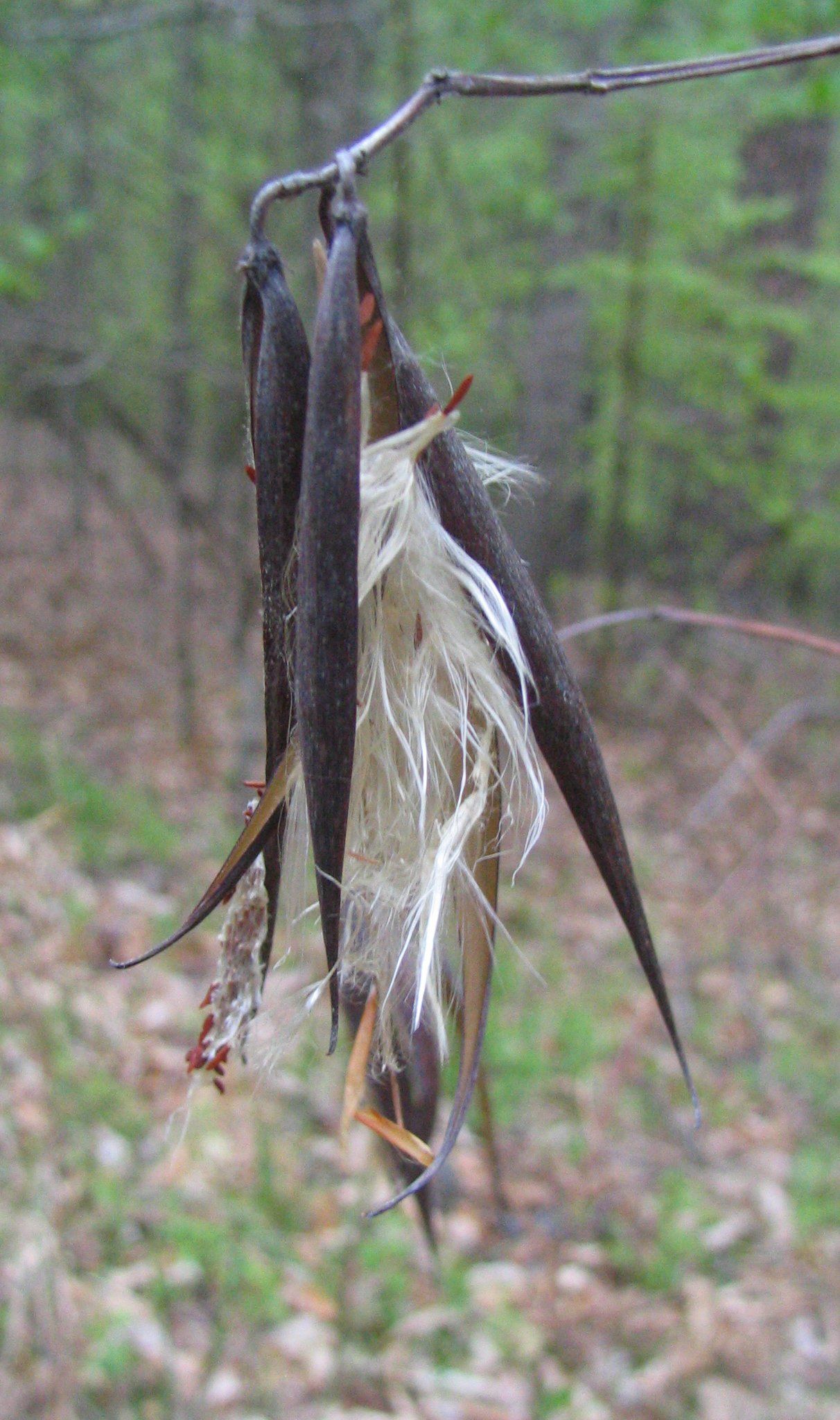 Make Rope Out of Dead Plants -- With No Tools : 7 Steps (with Pictures ...