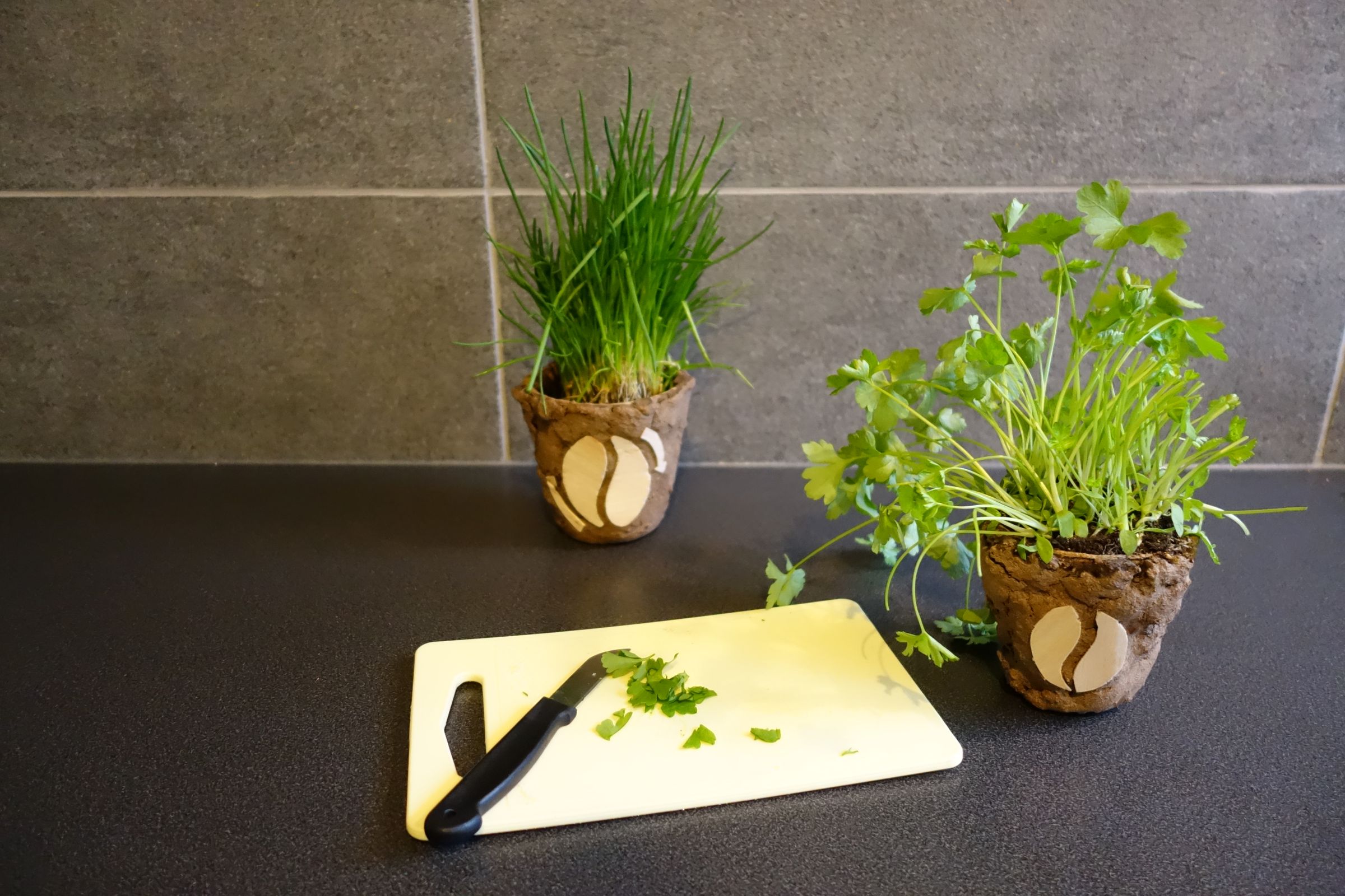 Biodegradable Flower Pots Out of Coffee Grounds!