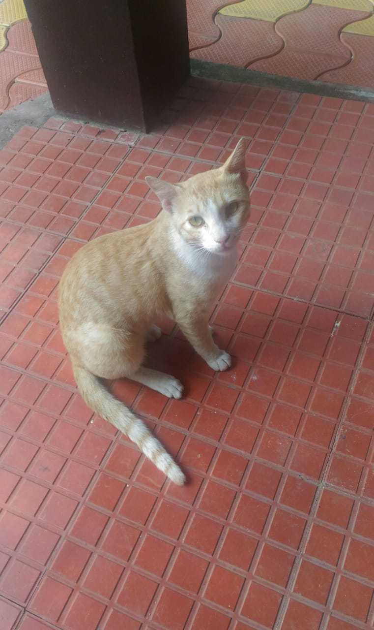 diy cat tracker