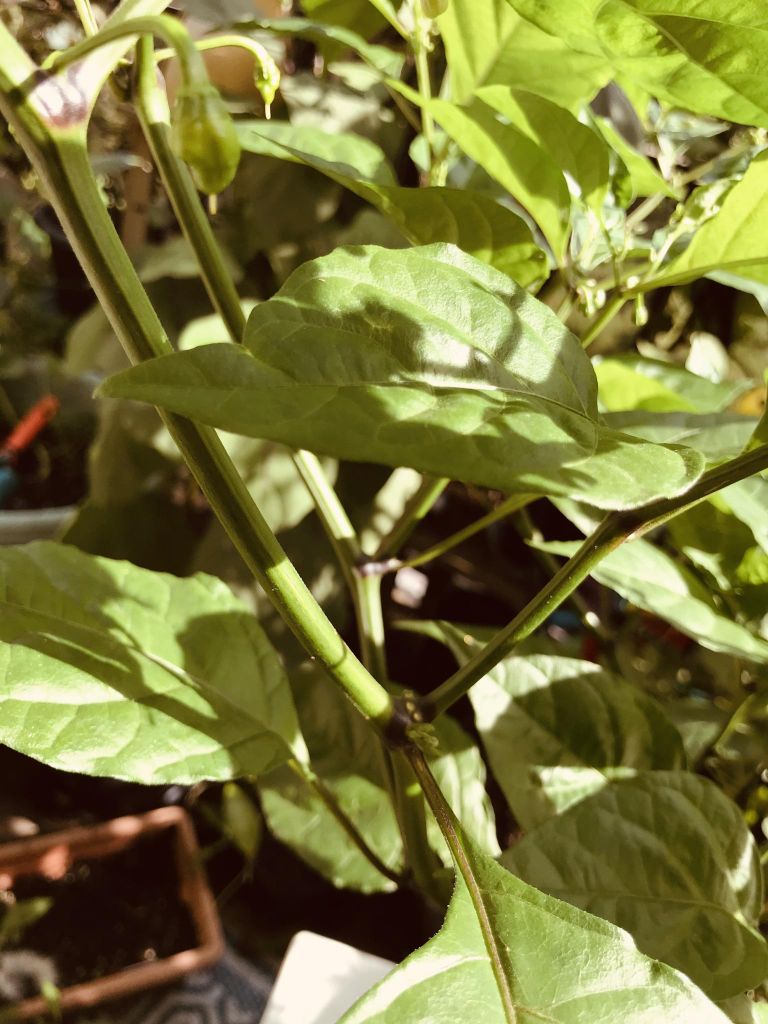 Growing the Carolina Reaper 5 Steps Instructables