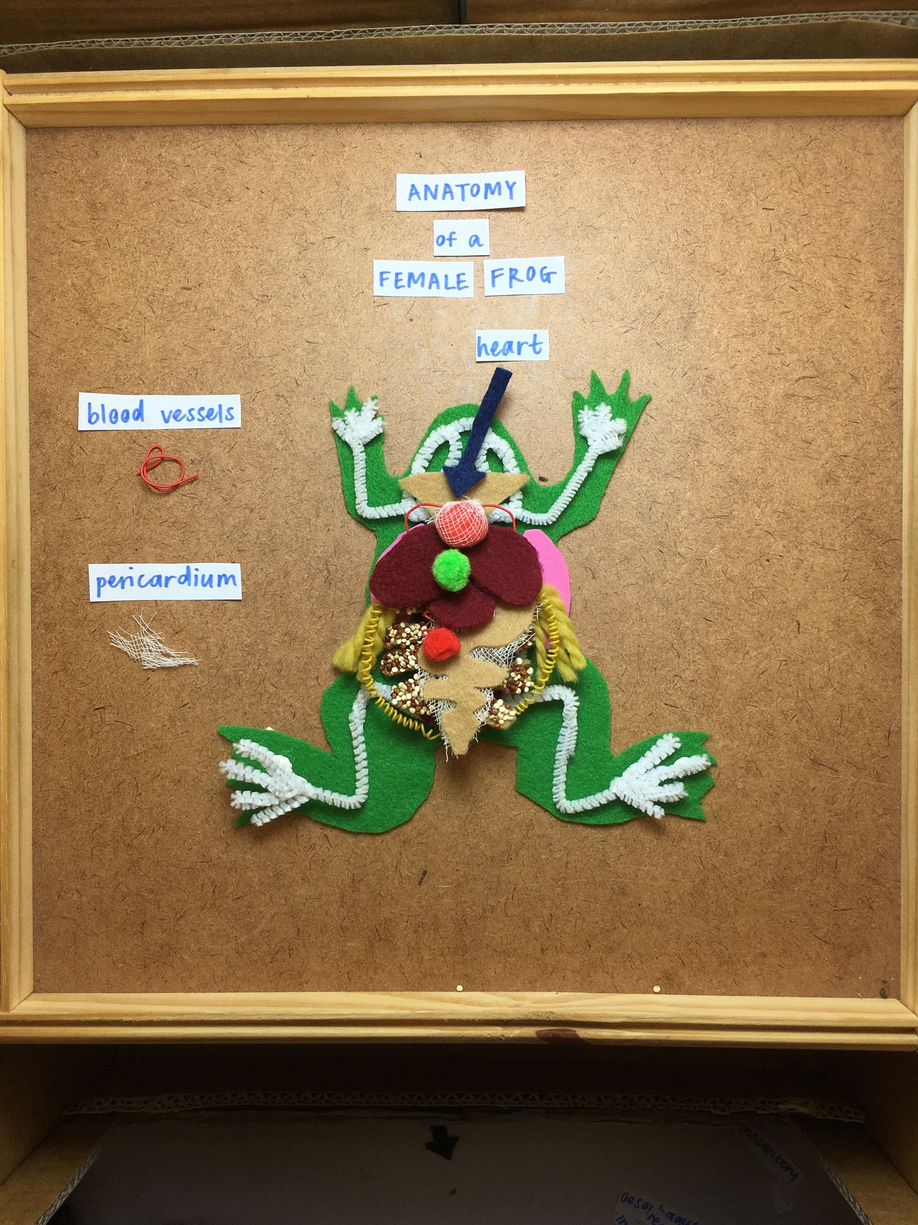 Diy Frog For Dissecting 11 Steps With Pictures Instructables