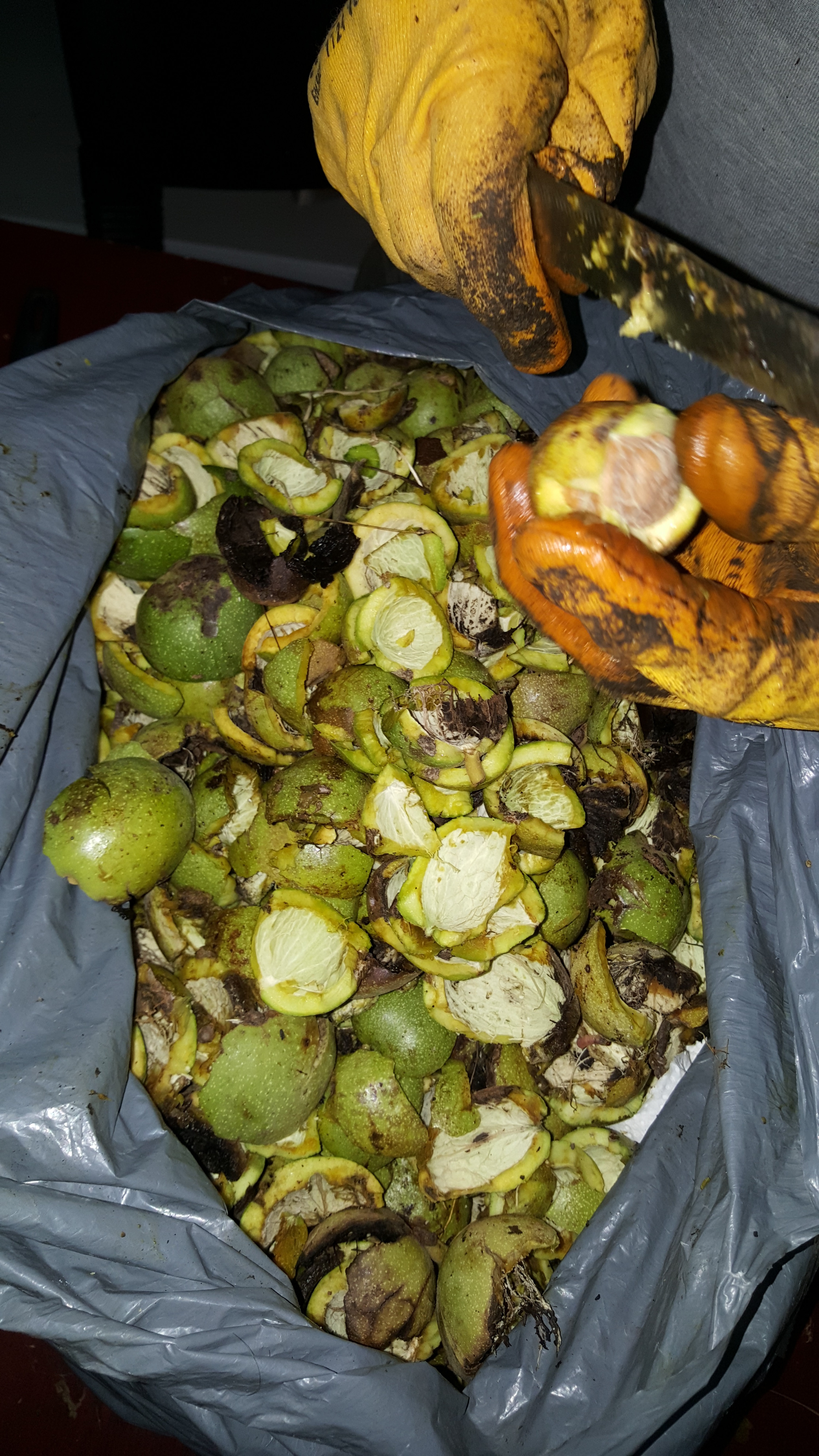 How to Extract Walnut 6 Steps (with Pictures) Instructables