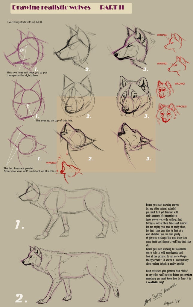 images Wolf Anatomy Face guides to drawing wolves 4 steps
