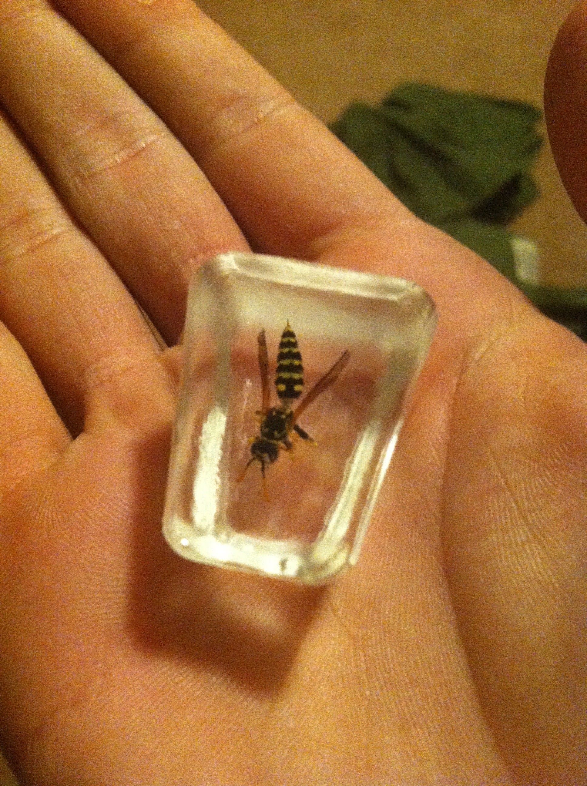 Preserve Insects in Resin : 6 Steps (with Pictures) Instructables