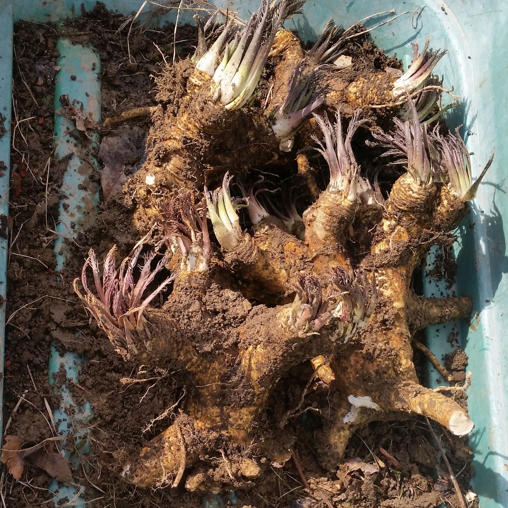 Cleaning Out Horseradish 