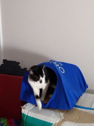 DIY Cat Tent