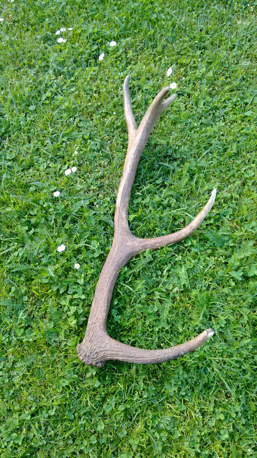 Antler Knife Handles 8 Steps (with Pictures) Instructables