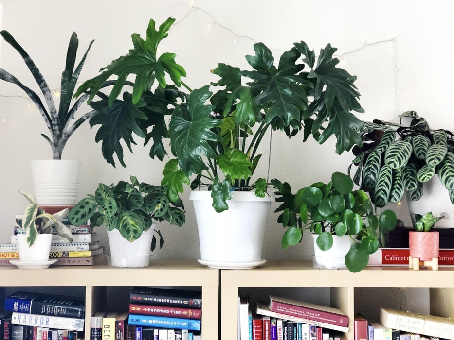Increase Your Humidity