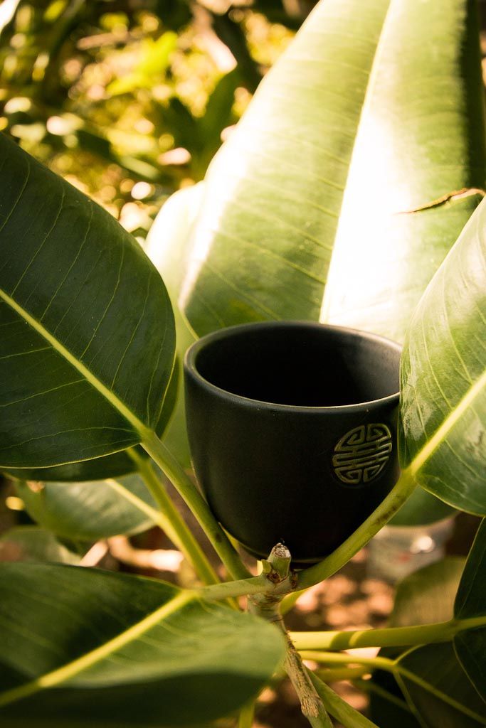 DIY guide for Tea Party on a Stick (how to host a tea party in a tree) with step-by-step instructions