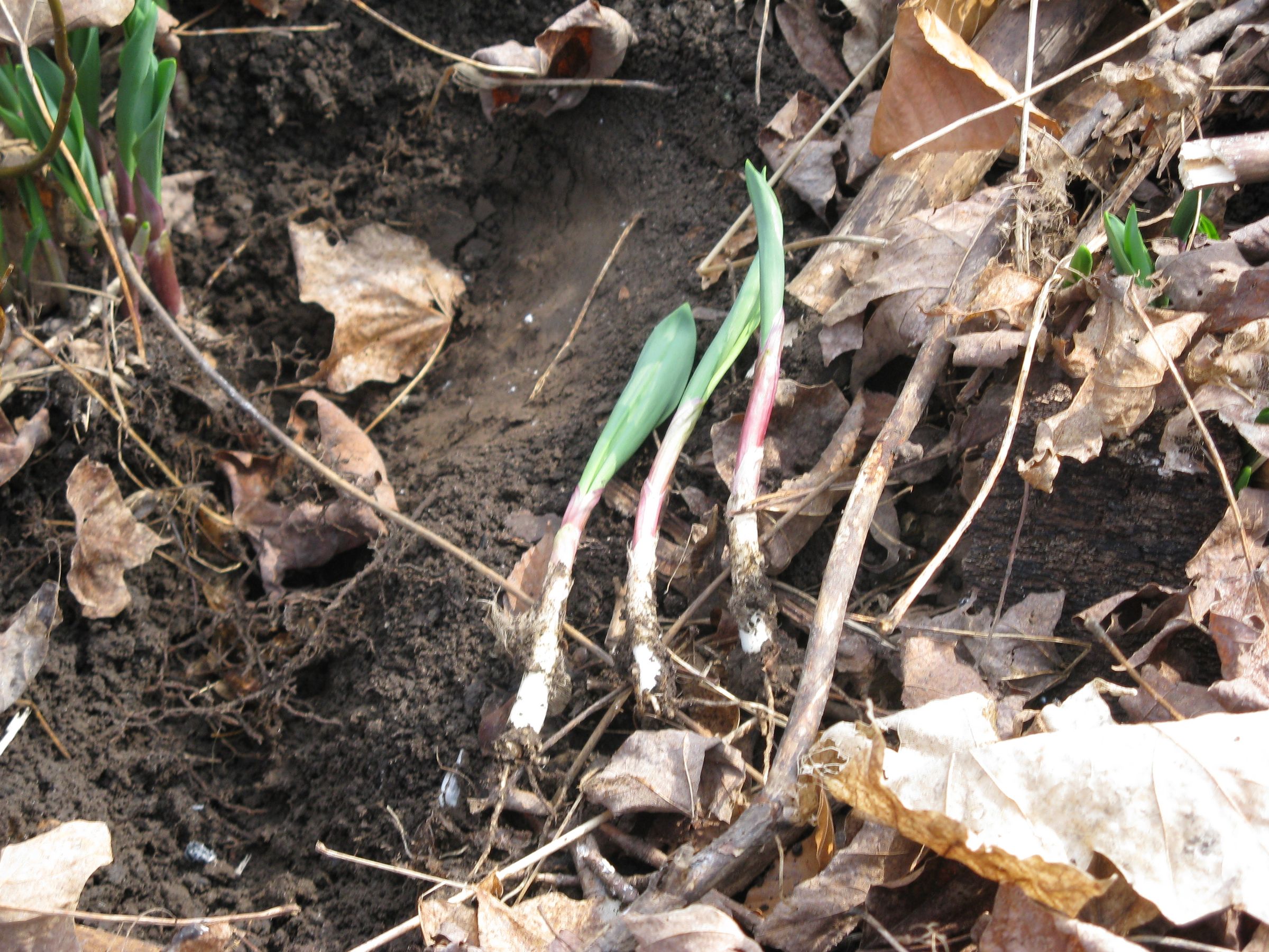 Wild Leeks 6 Steps (with Pictures) Instructables