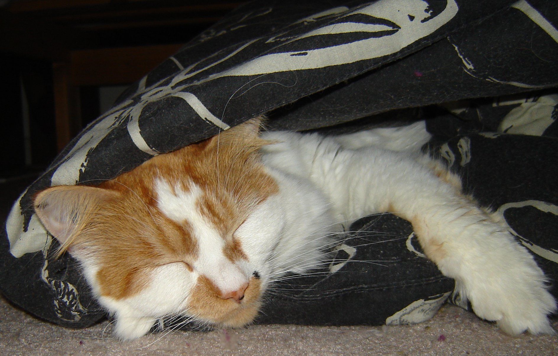 Felted Pet Hair Beads 7 Steps (with Pictures) Instructables