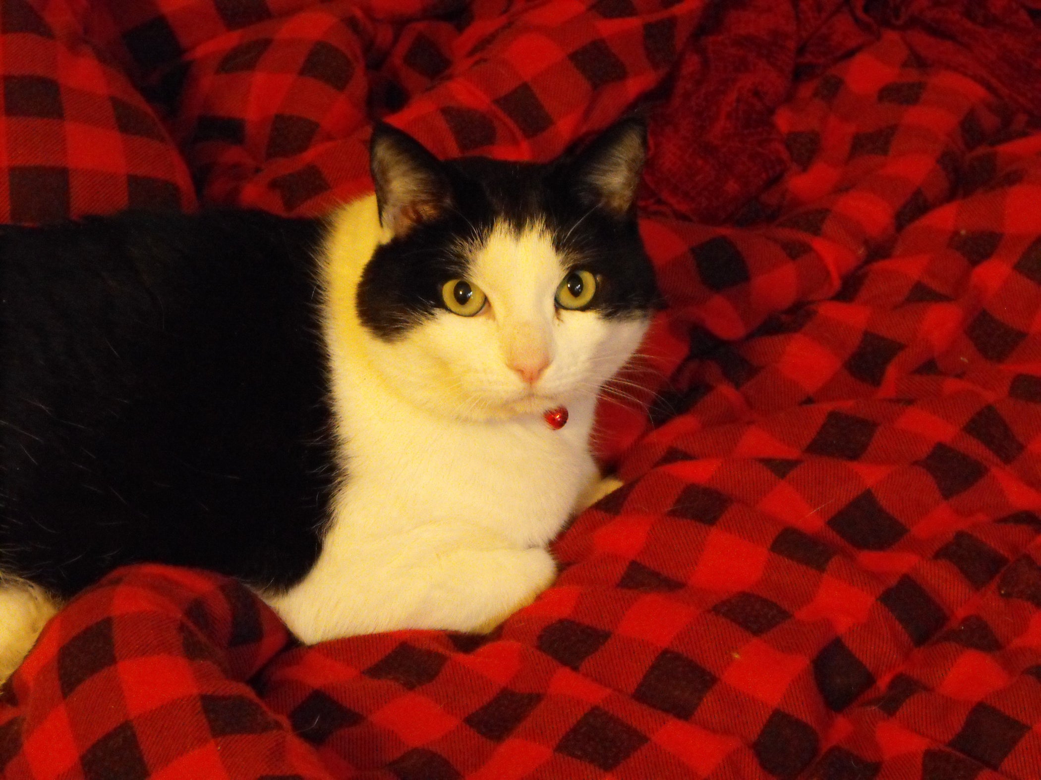 How to Put a Bell on Your Cat. 4 Steps Instructables