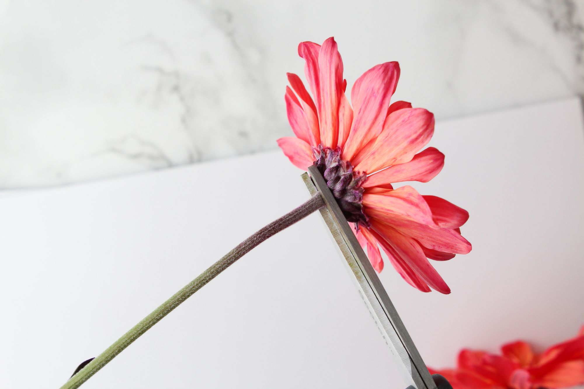 How to Press and Dry Flowers (and Leaves!) 8 Steps (with Pictures