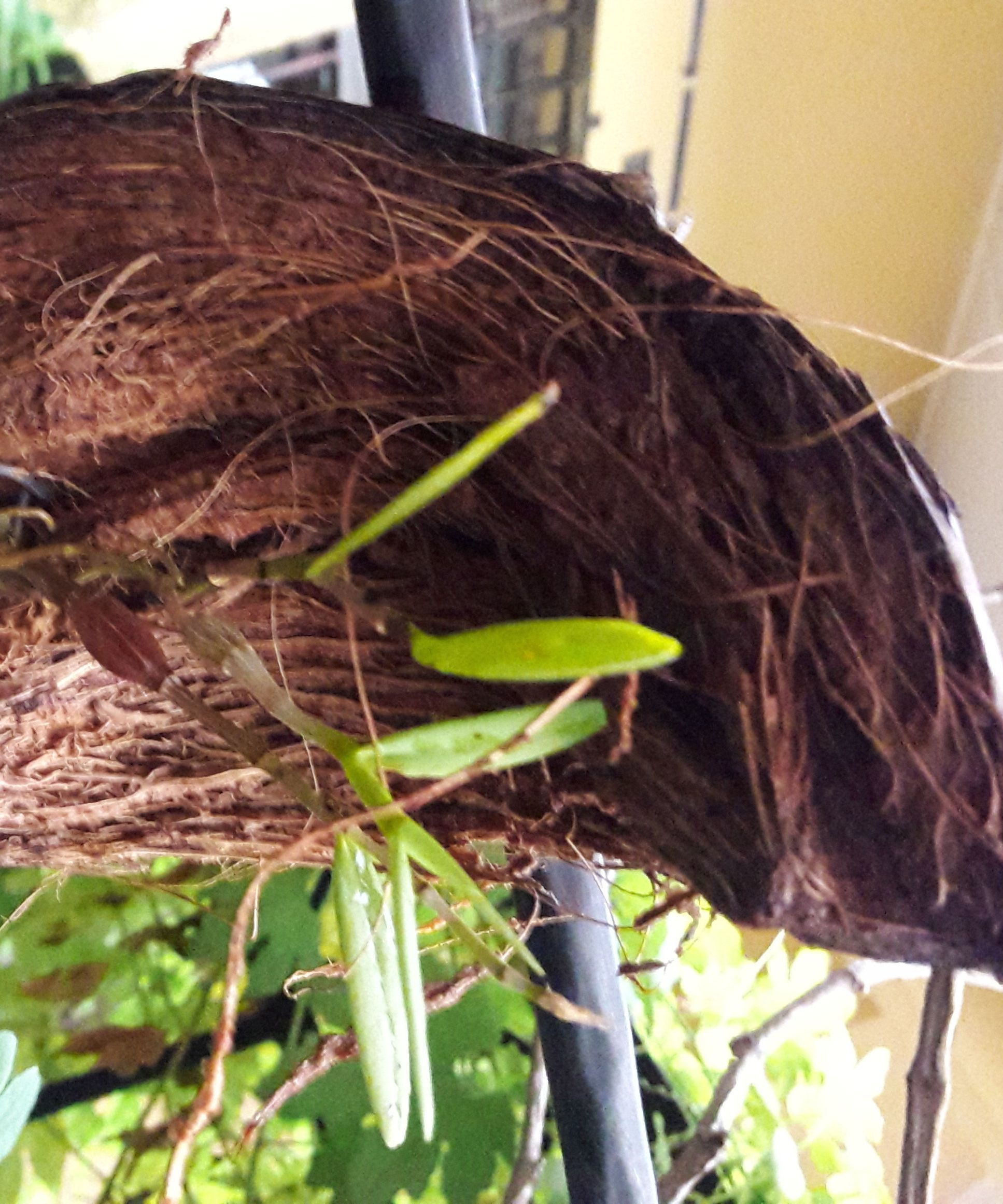 Coconut Husk Planter for Orchid : 4 Steps (with Pictures) - Instructables