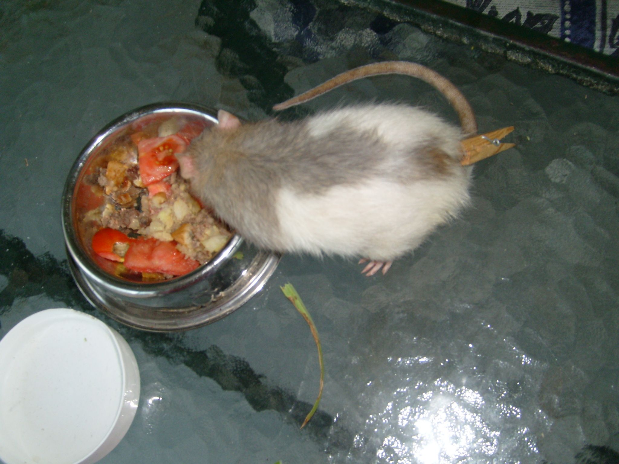 How To Pet Rats 8 Steps Instructables