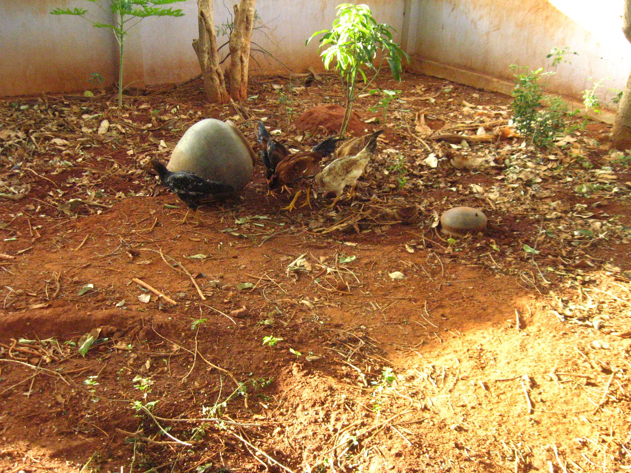 Growing Termites for Feeding Chicken 4 Steps (with Pictures