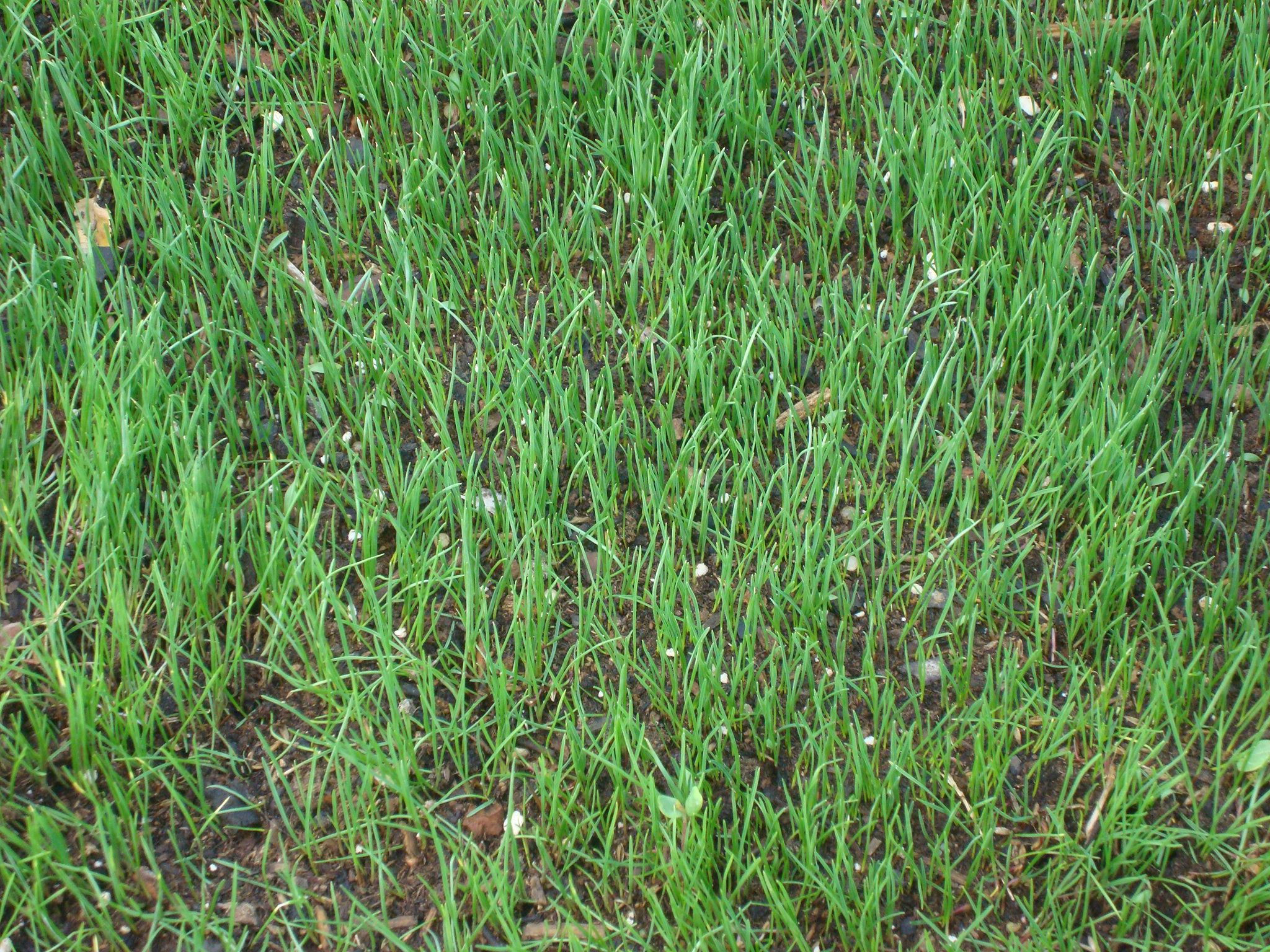 How to Plant Water Saver RTF Grass Seed 13 Steps (with Pictures) Instructables