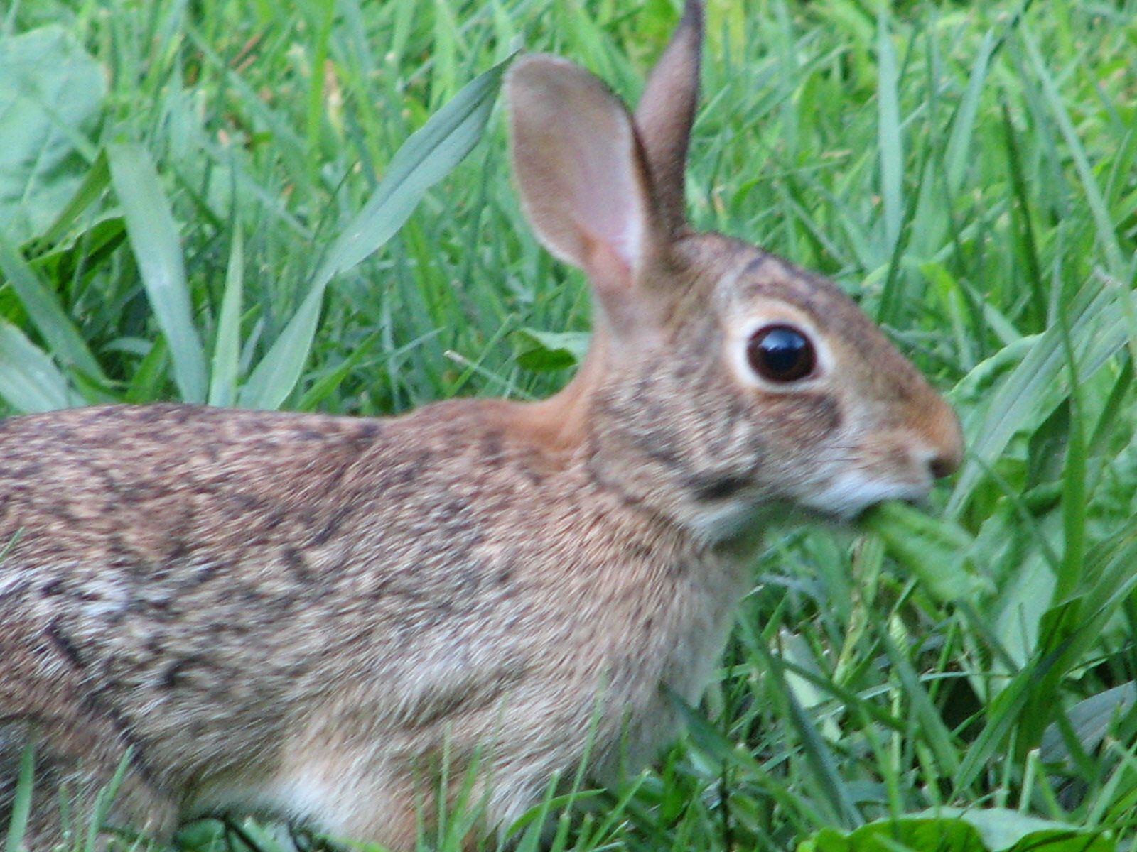 Baby Animal Formula Instructables
