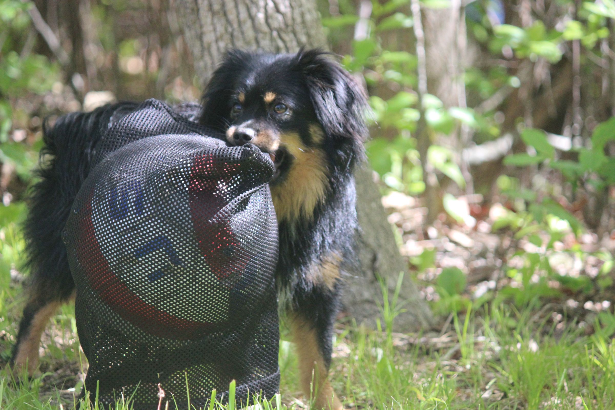 instructables dog ball launcher
