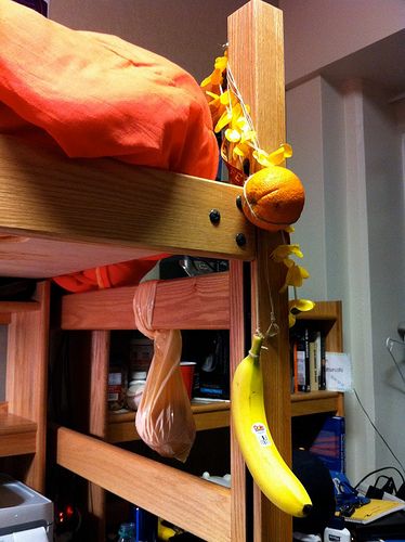DIY guide for Fruit Hanger (Dorm Life) with step-by-step instructions