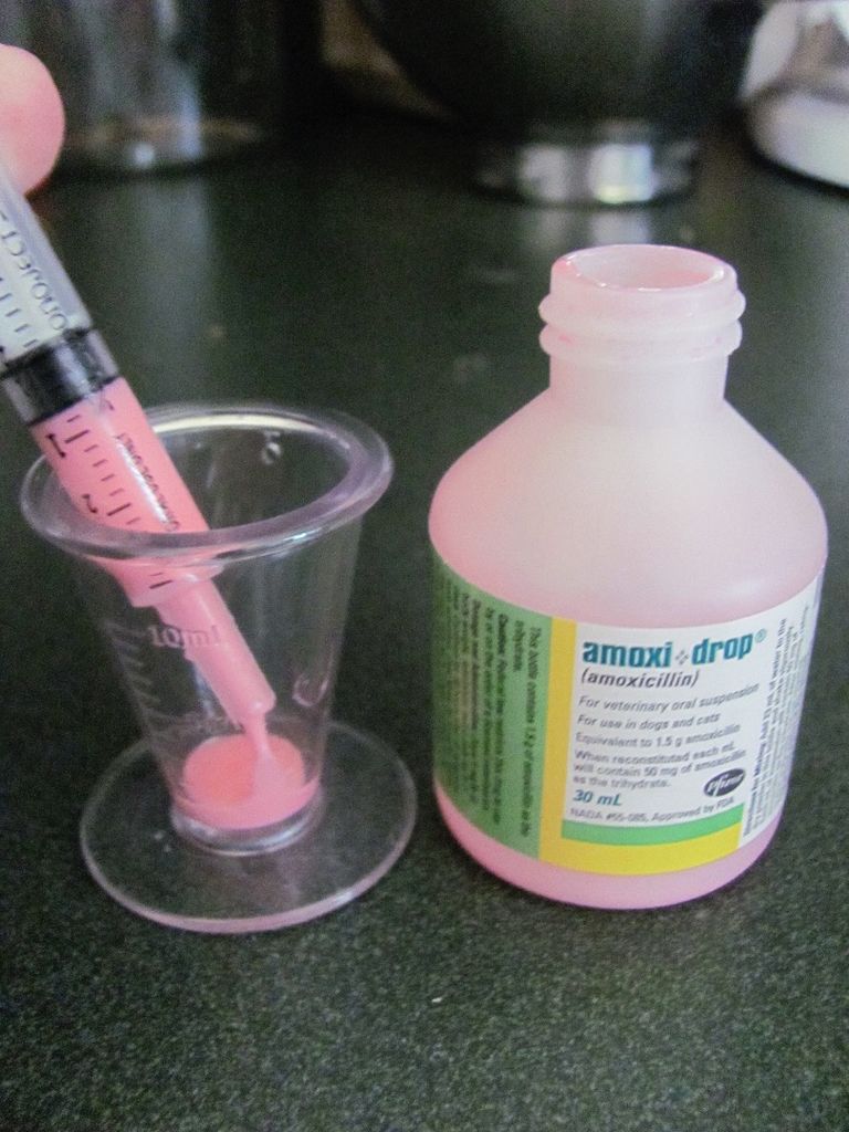 How To Give A Cat Liquid Medicine With Pictures Instructables How To Give A Cat Liquid Medicine With Pictures Instructables